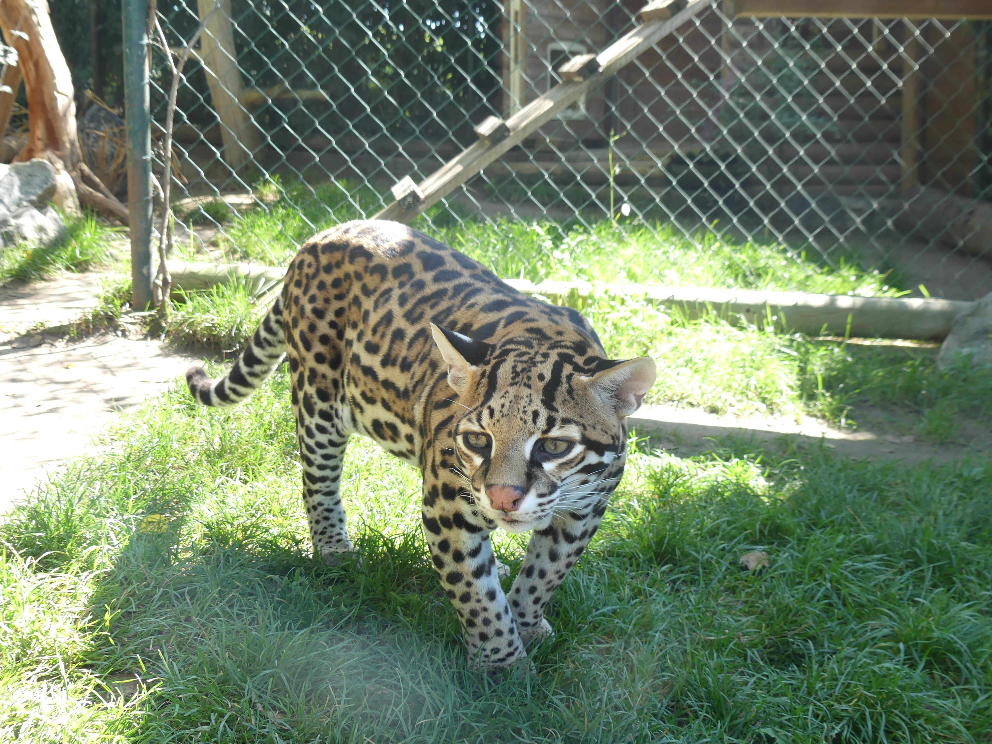 Minizoo - Šelmy, kočky, koťata foto 1