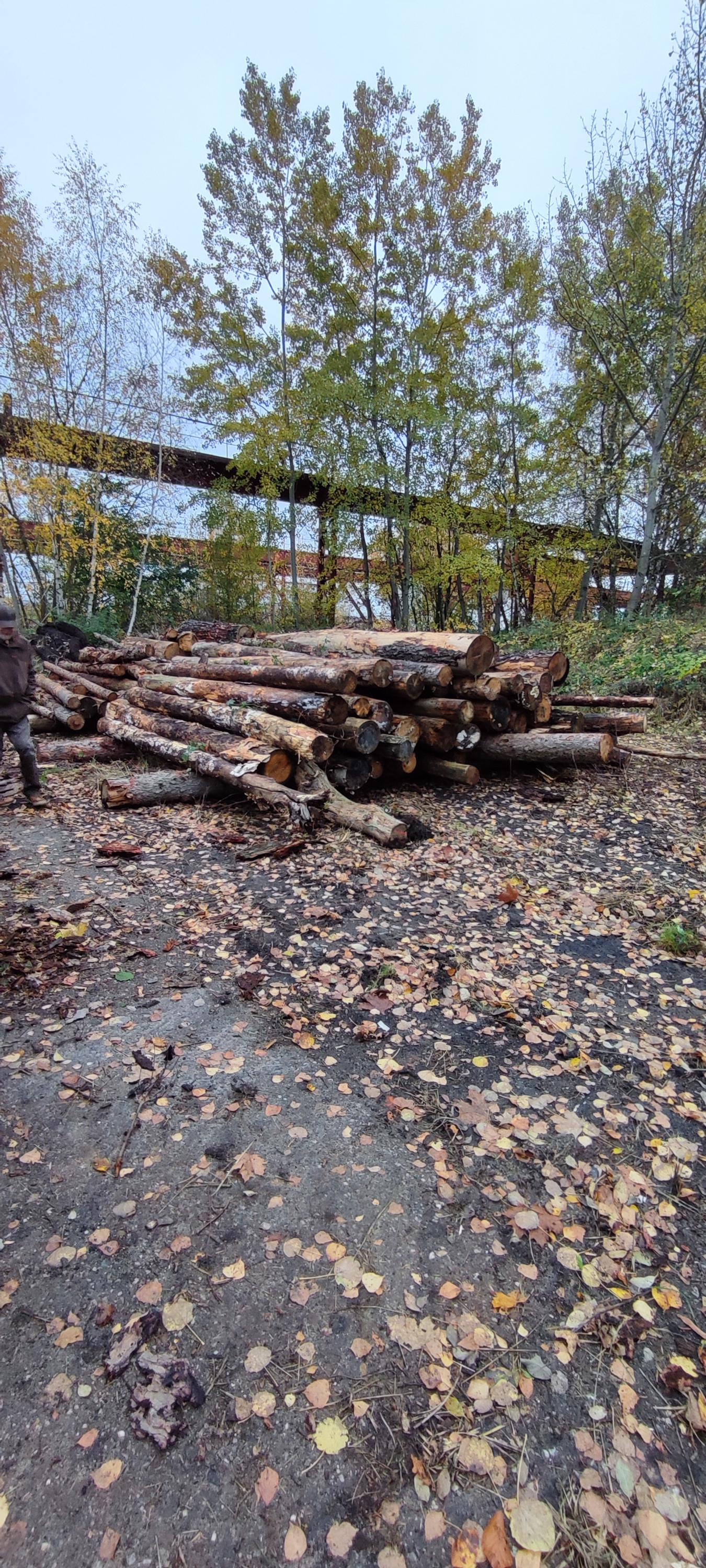 Dřevoles s.r.o. foto 4