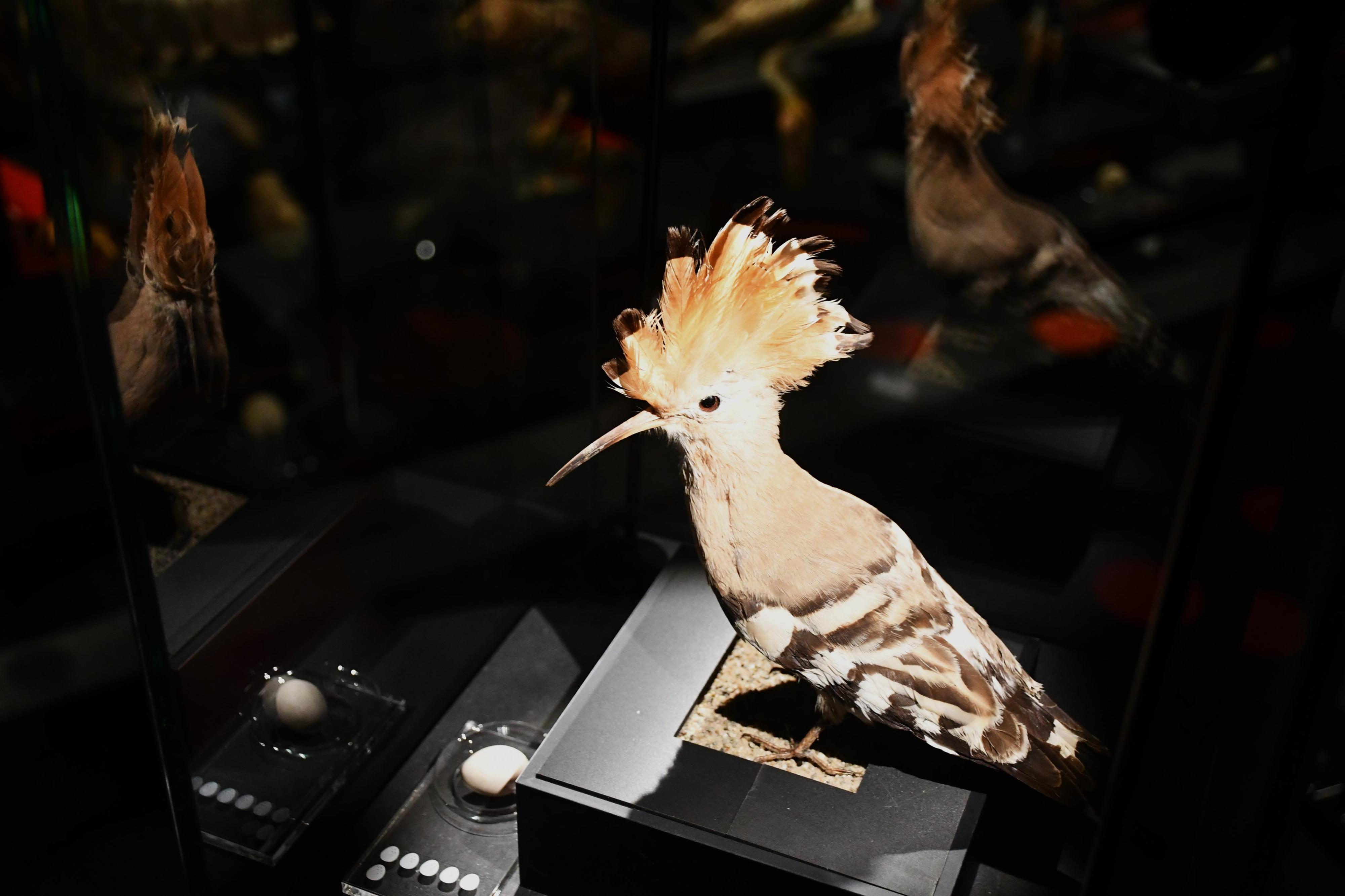 Ornitologická stanice Muzea Komenského foto 5