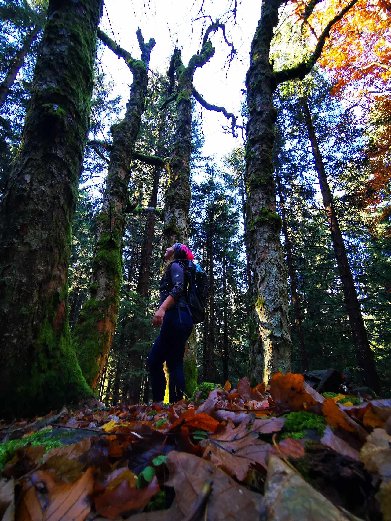 Terapeutické toulky Šumavou