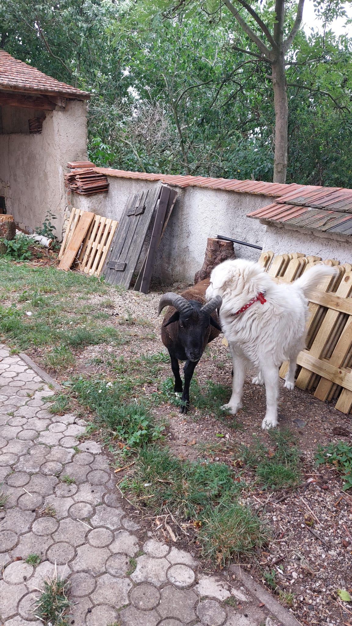 Elce (T)Pelce foto 3