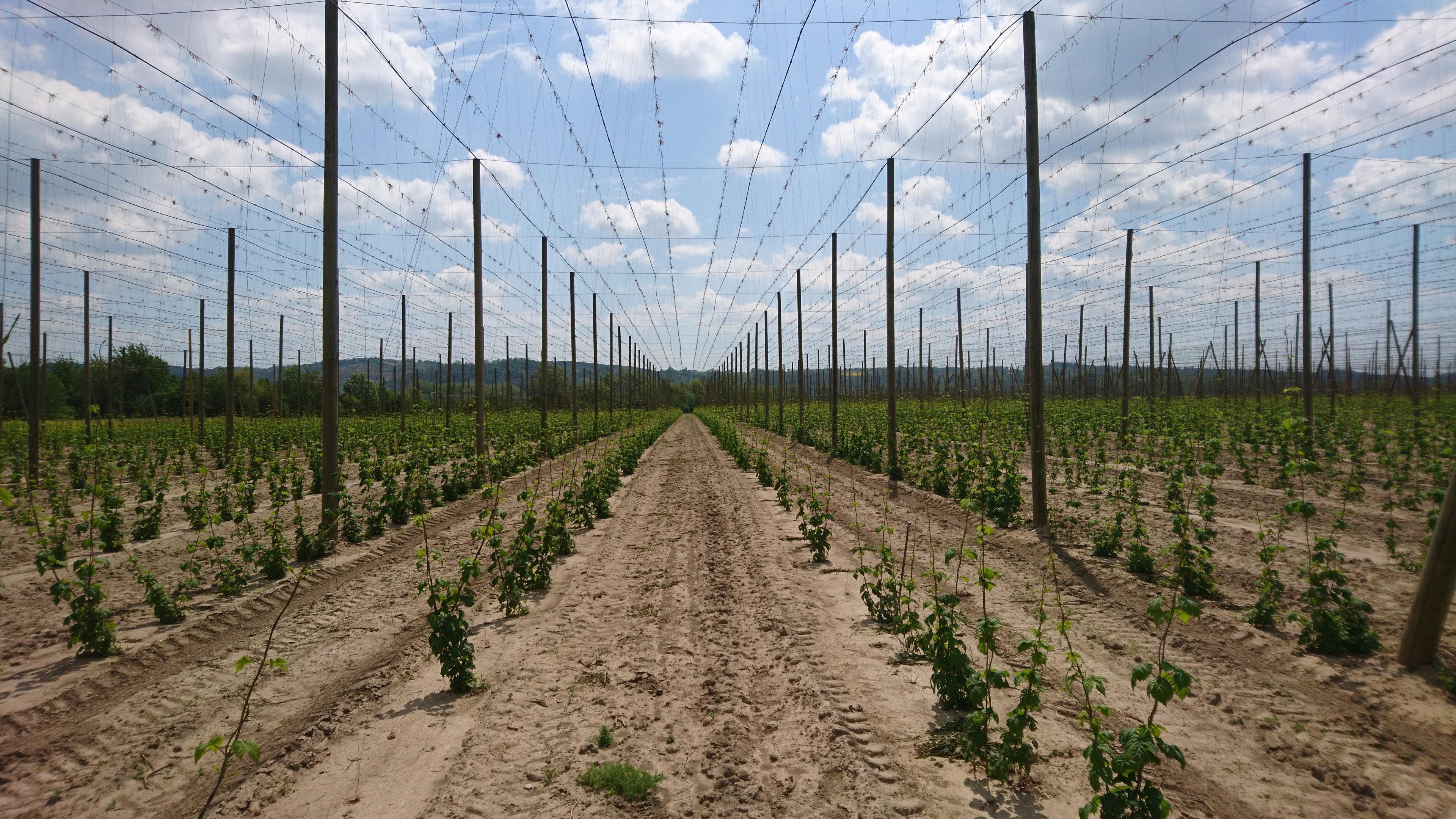 MORAVA - HOP s. r. o.