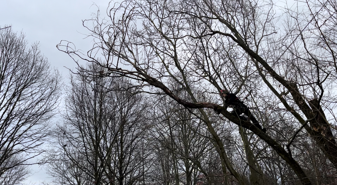 Ing. Lukáš Chramosta - Arboristické služby foto 3
