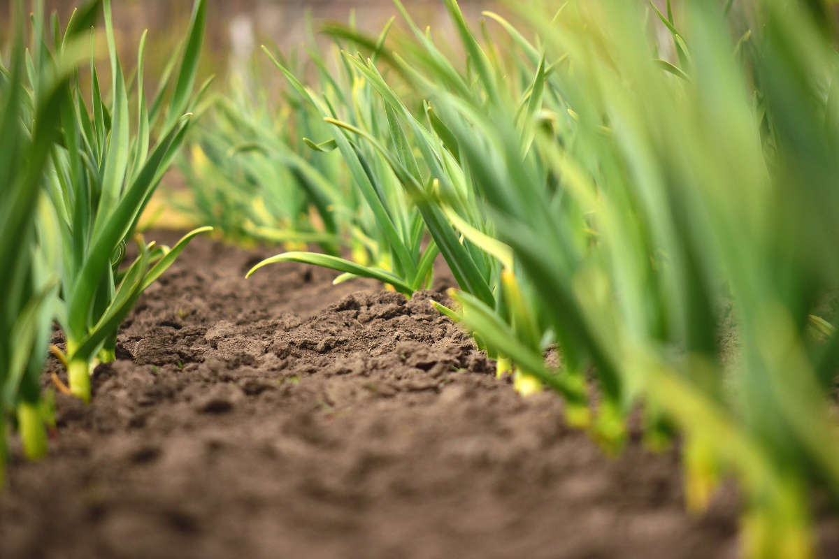 Zahradnictví Květ s.r.o.