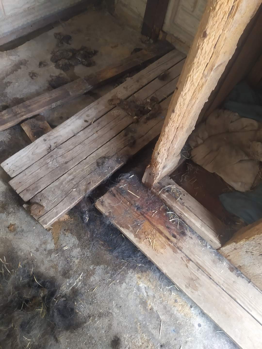 Útulek pro opuštěné psy Dětmarovice foto 2