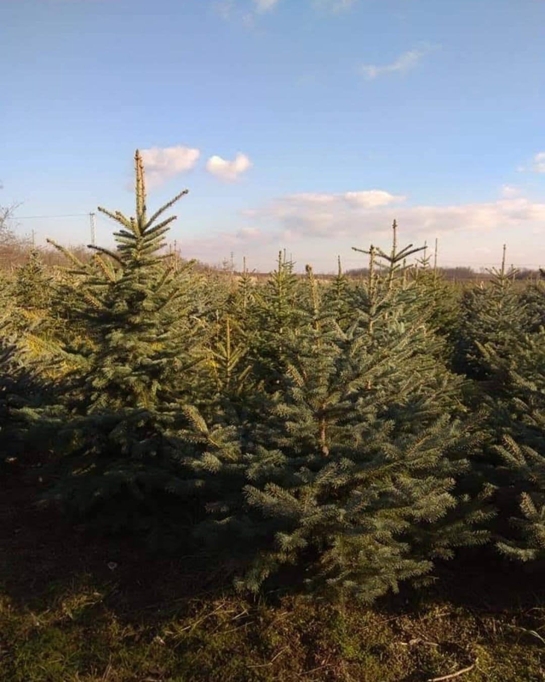 Plantáž vánočních stromků Hodonice foto 2