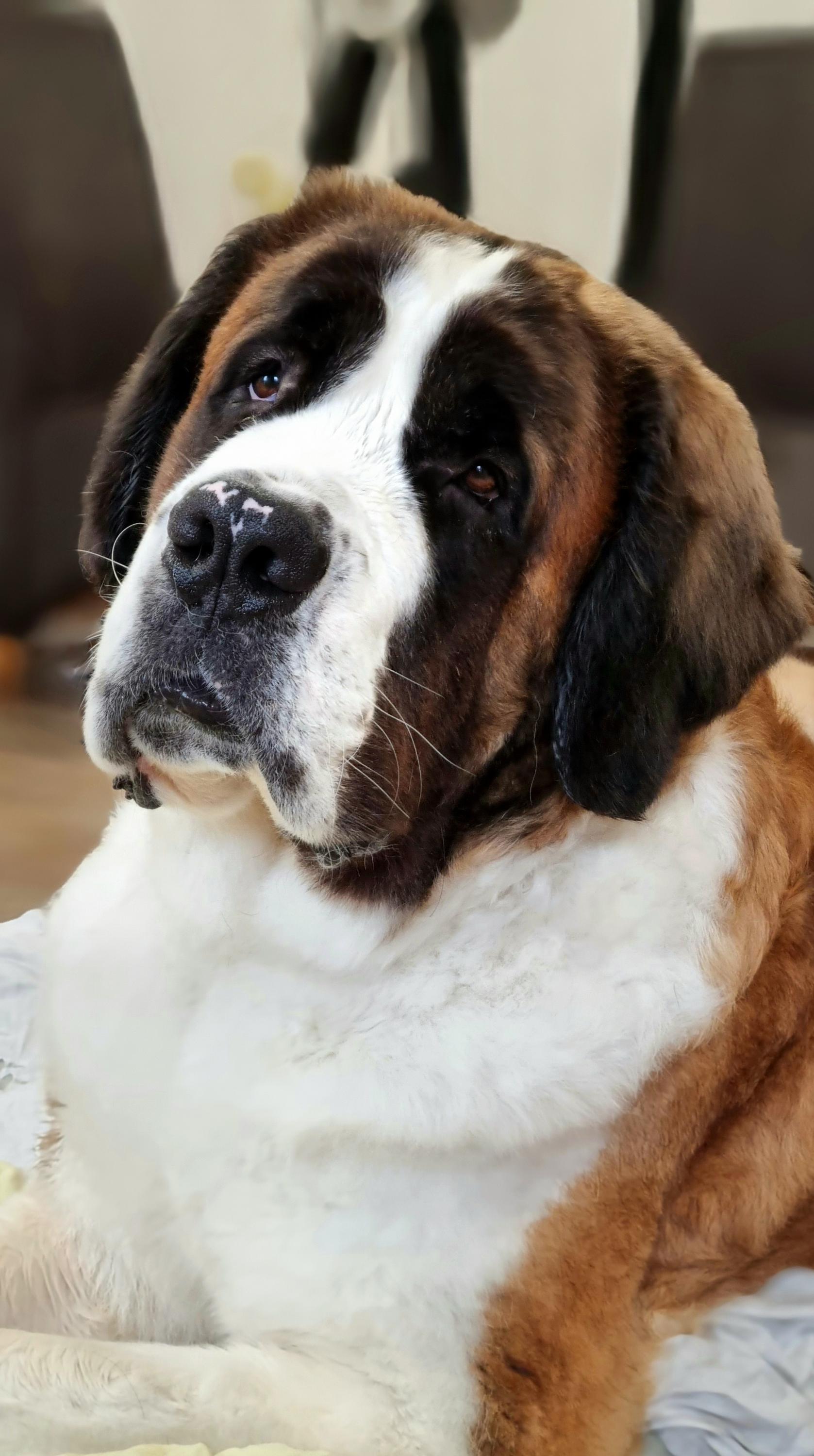 Psí Salon Jessie foto 5