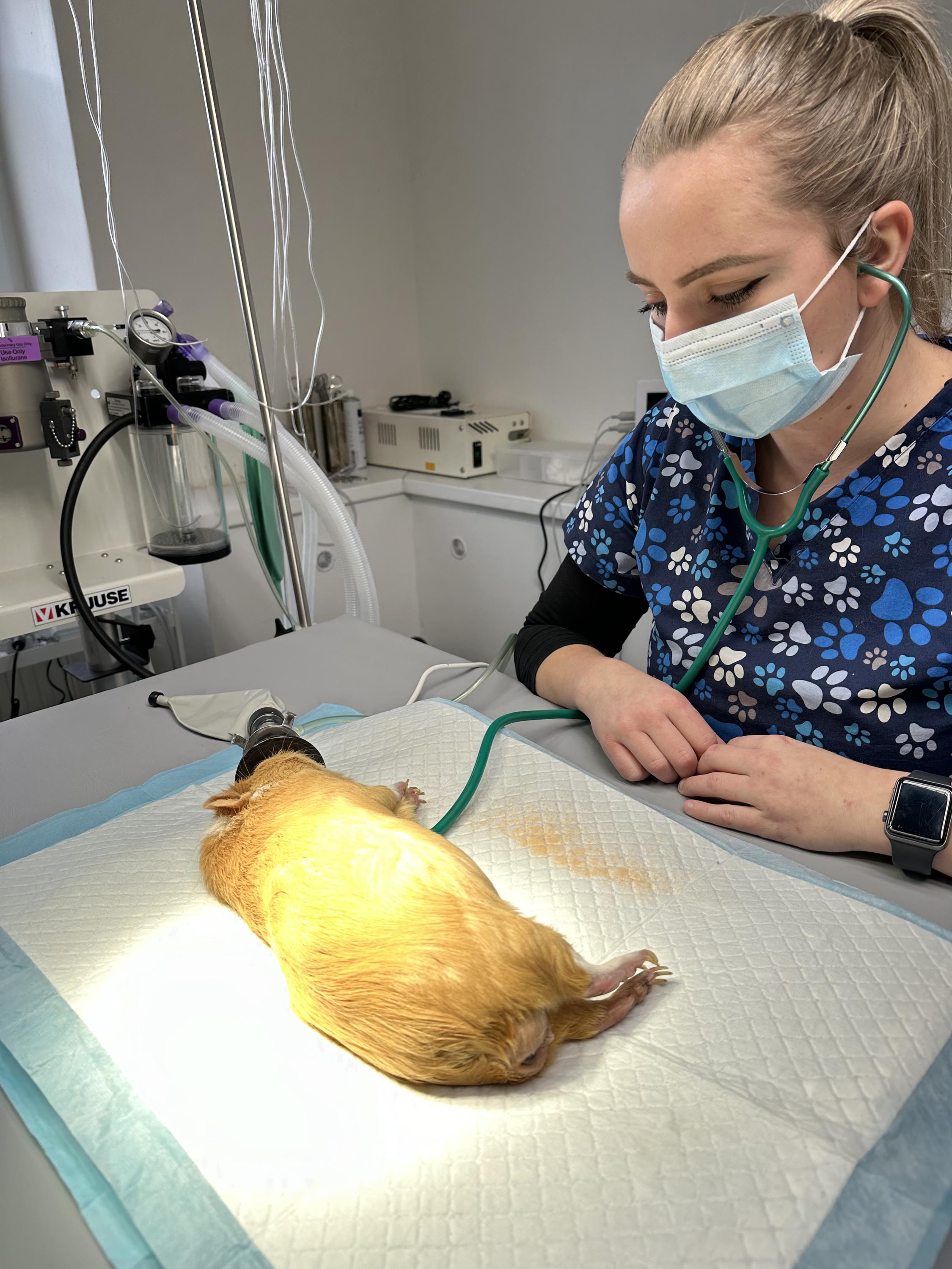 VitalVet s.r.o. - veterinární klinika foto 3