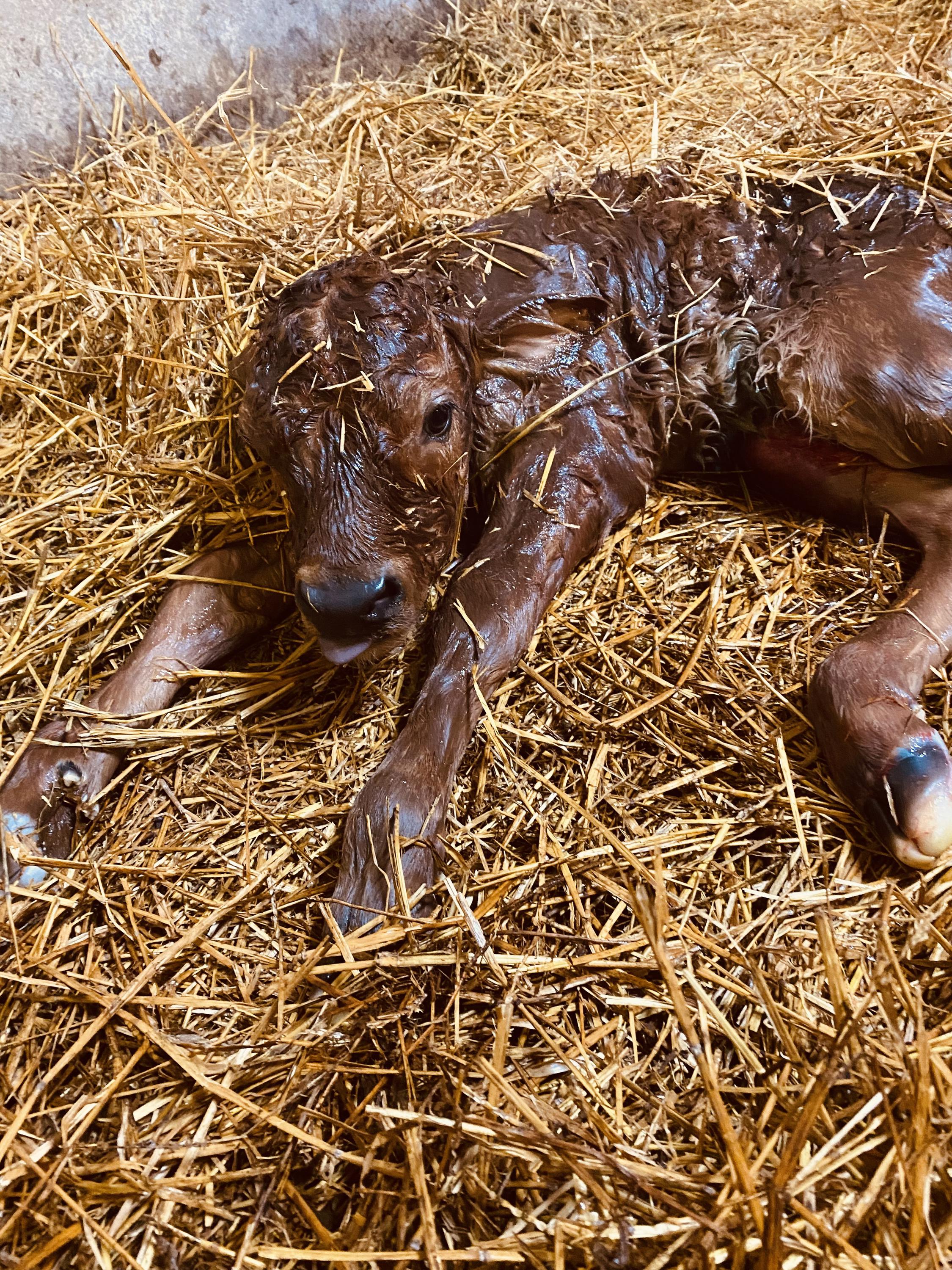 MVDr. Oldřich Poříz foto 2