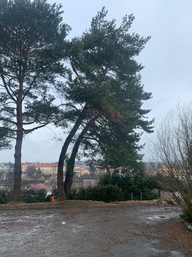 KOMPLEXARBO.cz - Adam Kříž foto 6