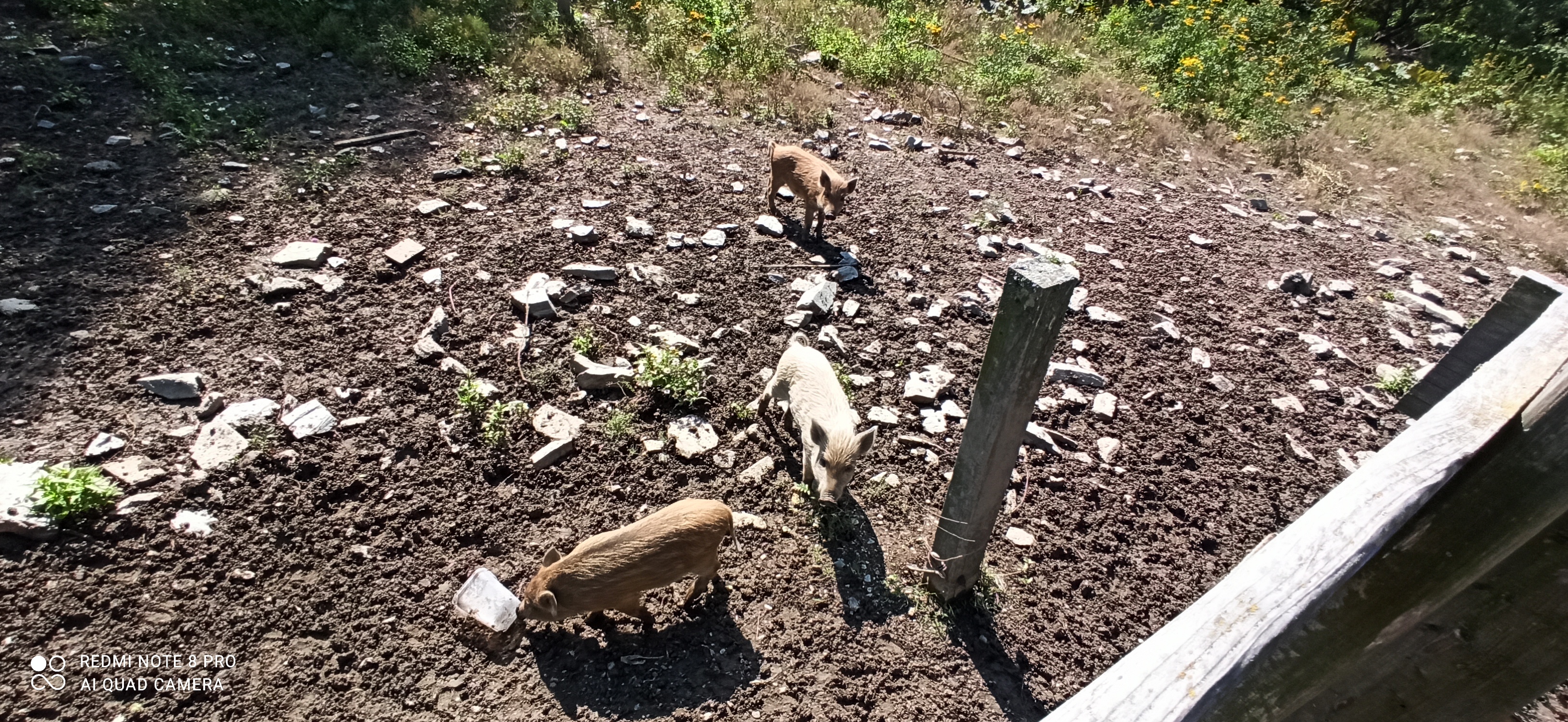 Zoopark Holčovice foto 2