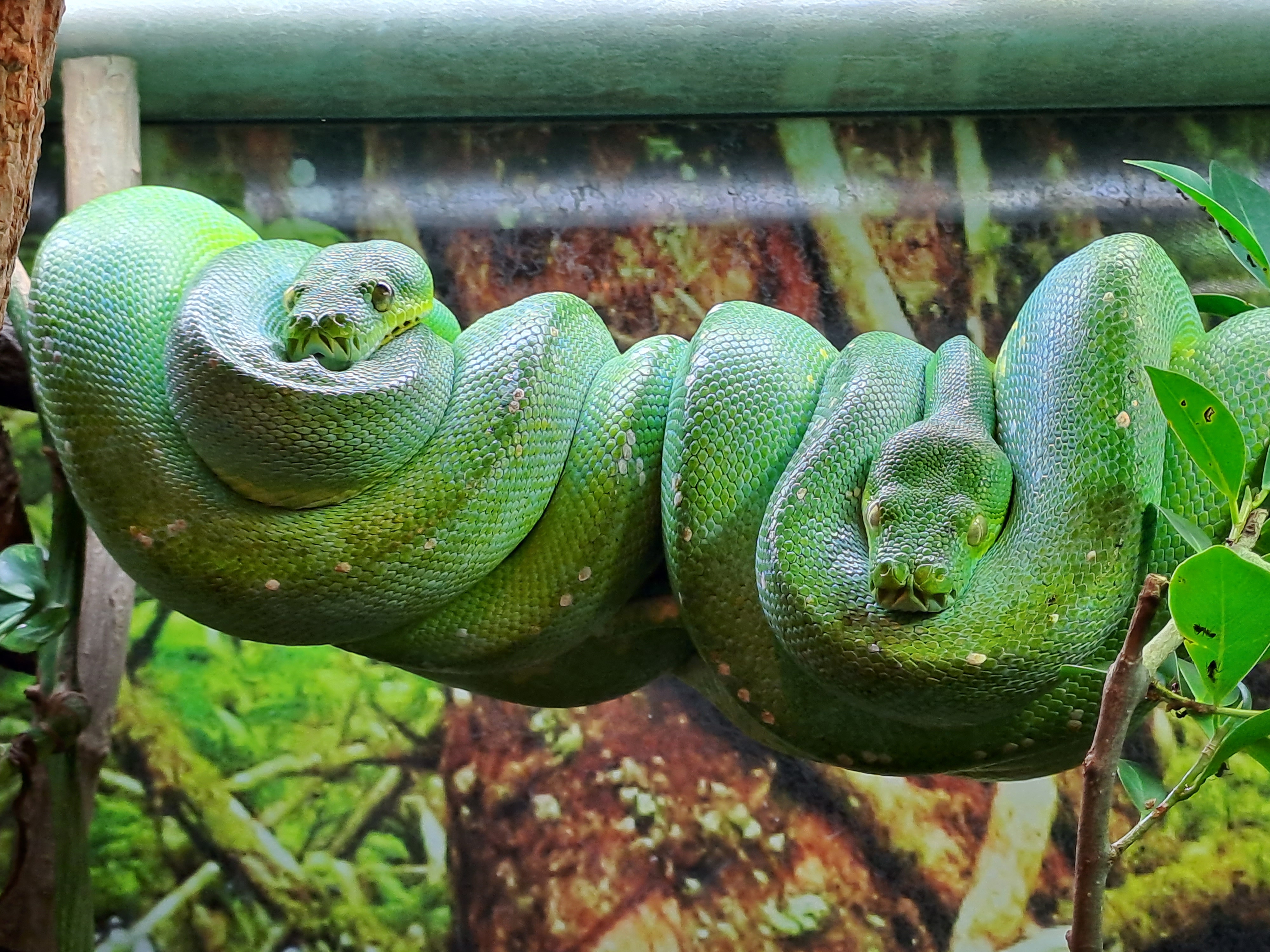 Zoo Brno a stanice zájmových činností foto 3