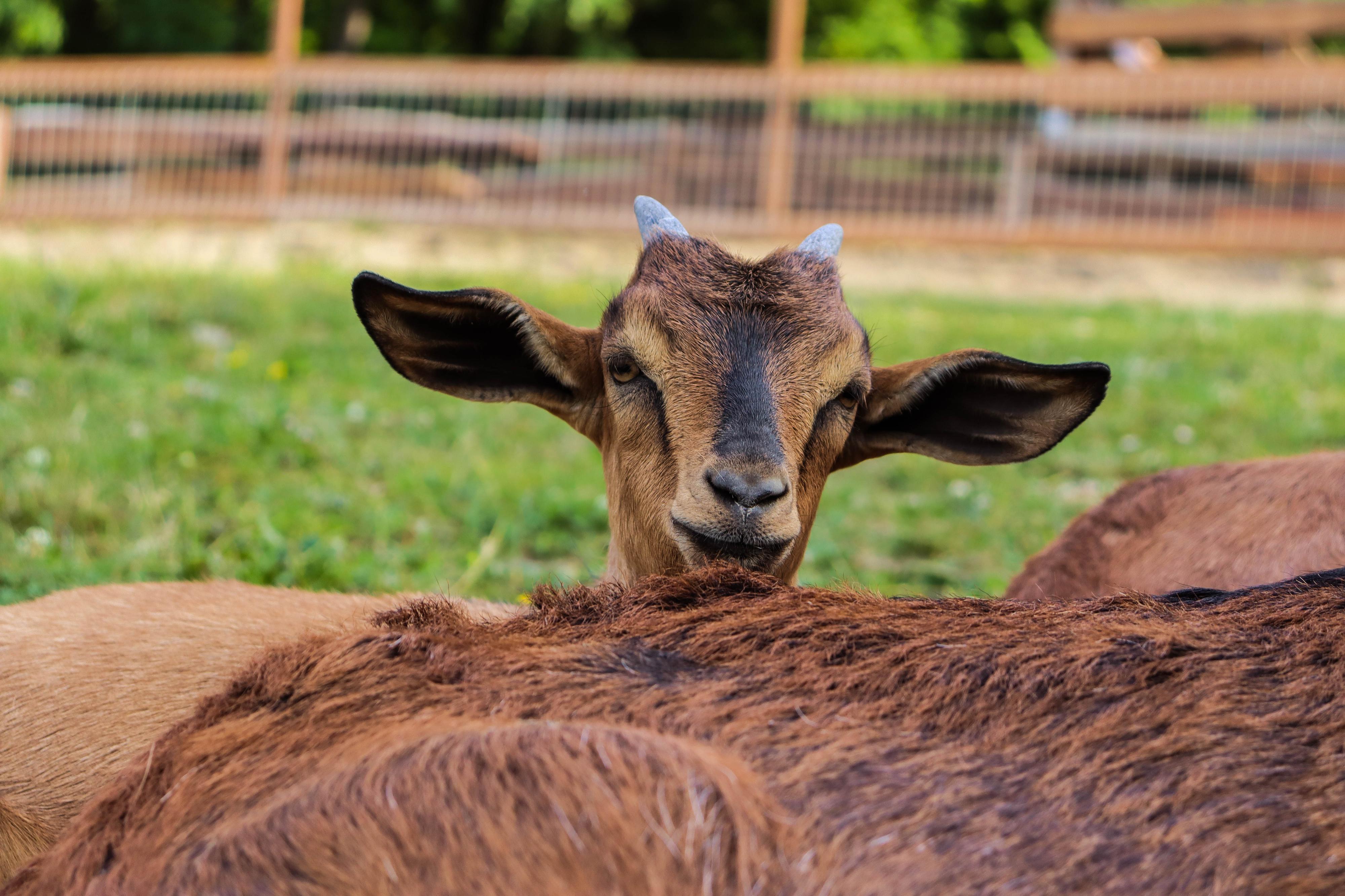 Horečky ranč dětské zoo foto 3