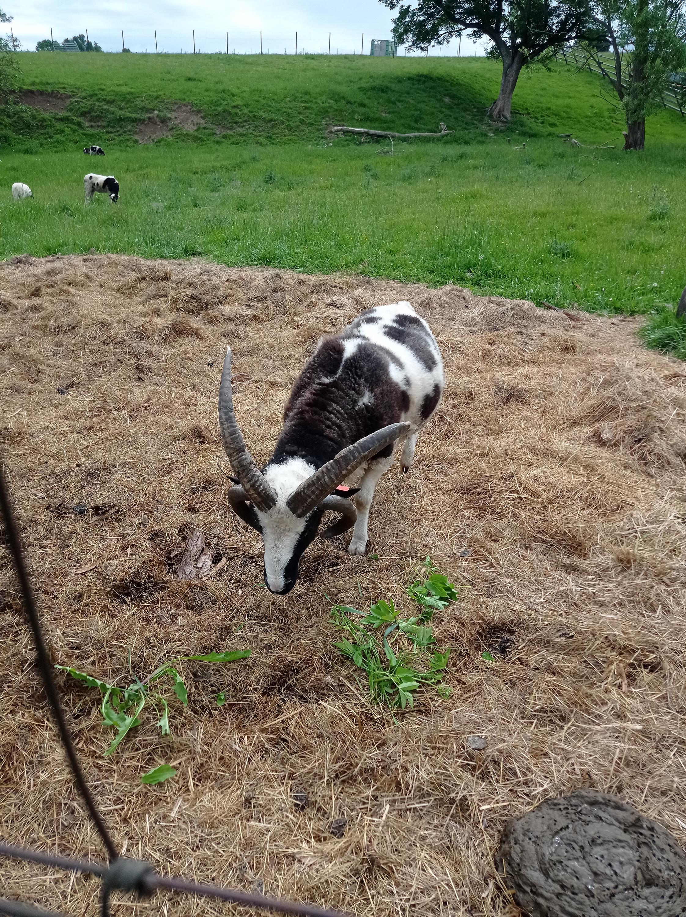 Zoopark Holčovice foto 5