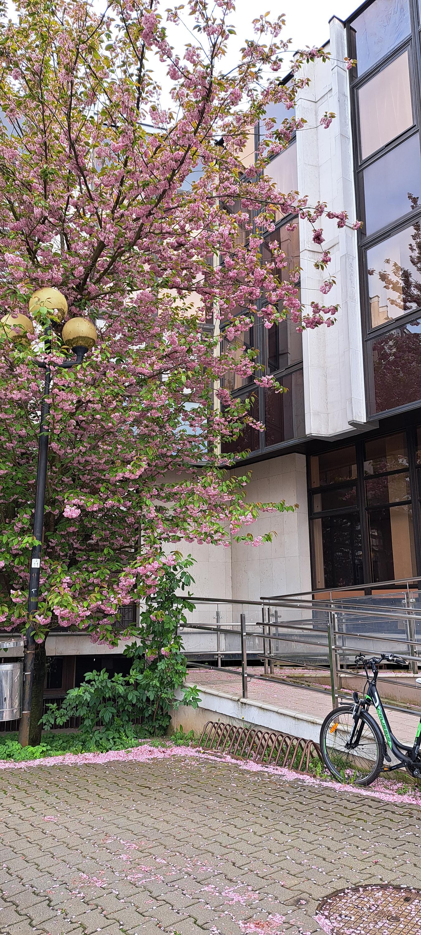 ZUŠ Rychnov nad Kněžnou foto 6