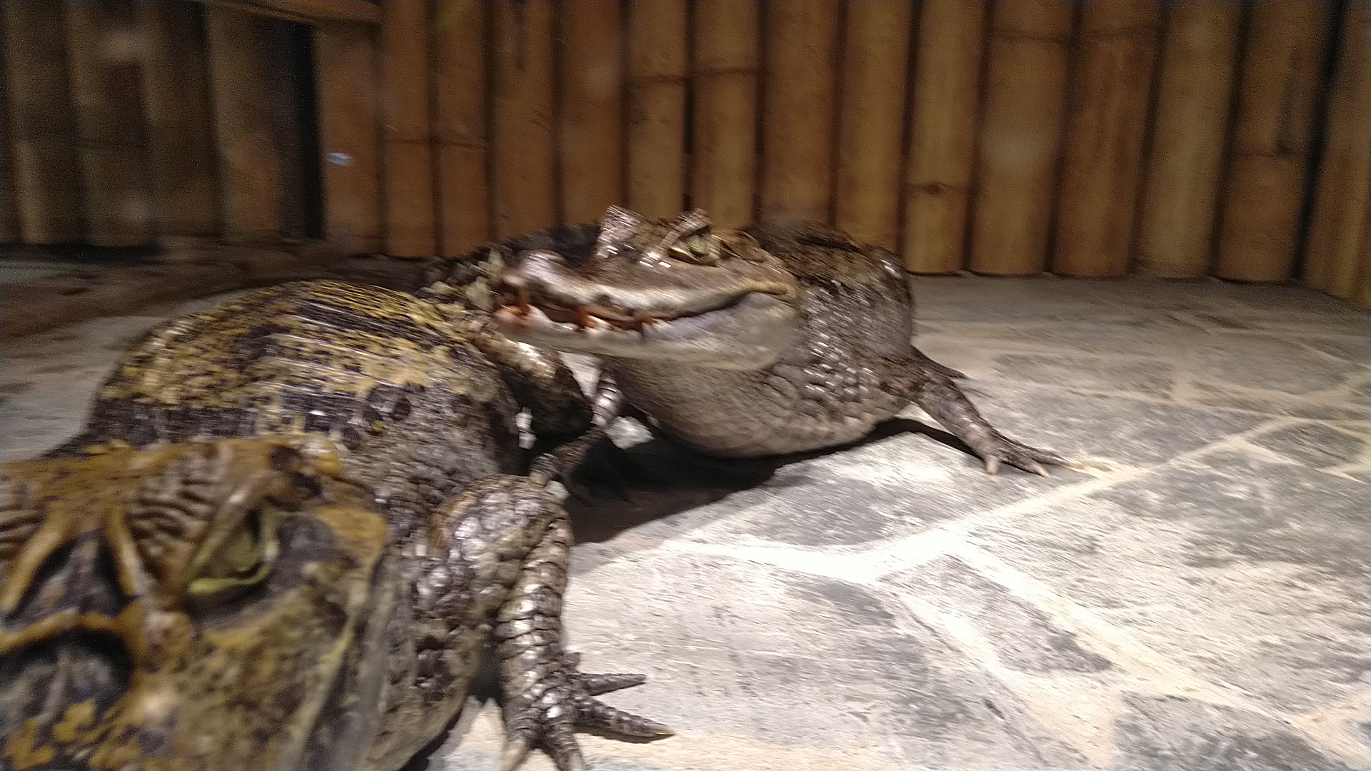 Krokodýlí a želví ZOO Praha foto 6