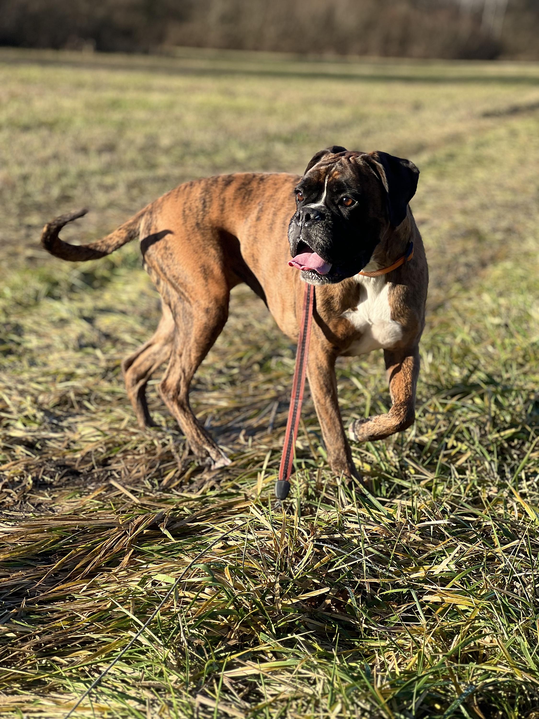 Psí škola WeDogs foto 5