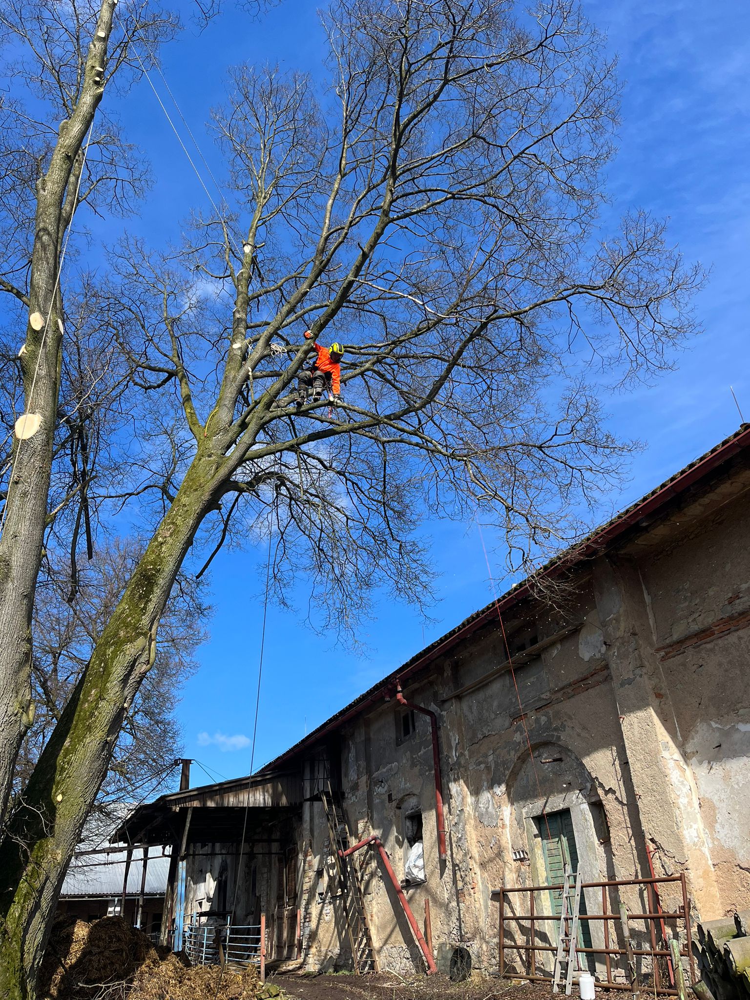 Rizikové kácení a výškové práce - Ing. Daniel Procházka foto 2