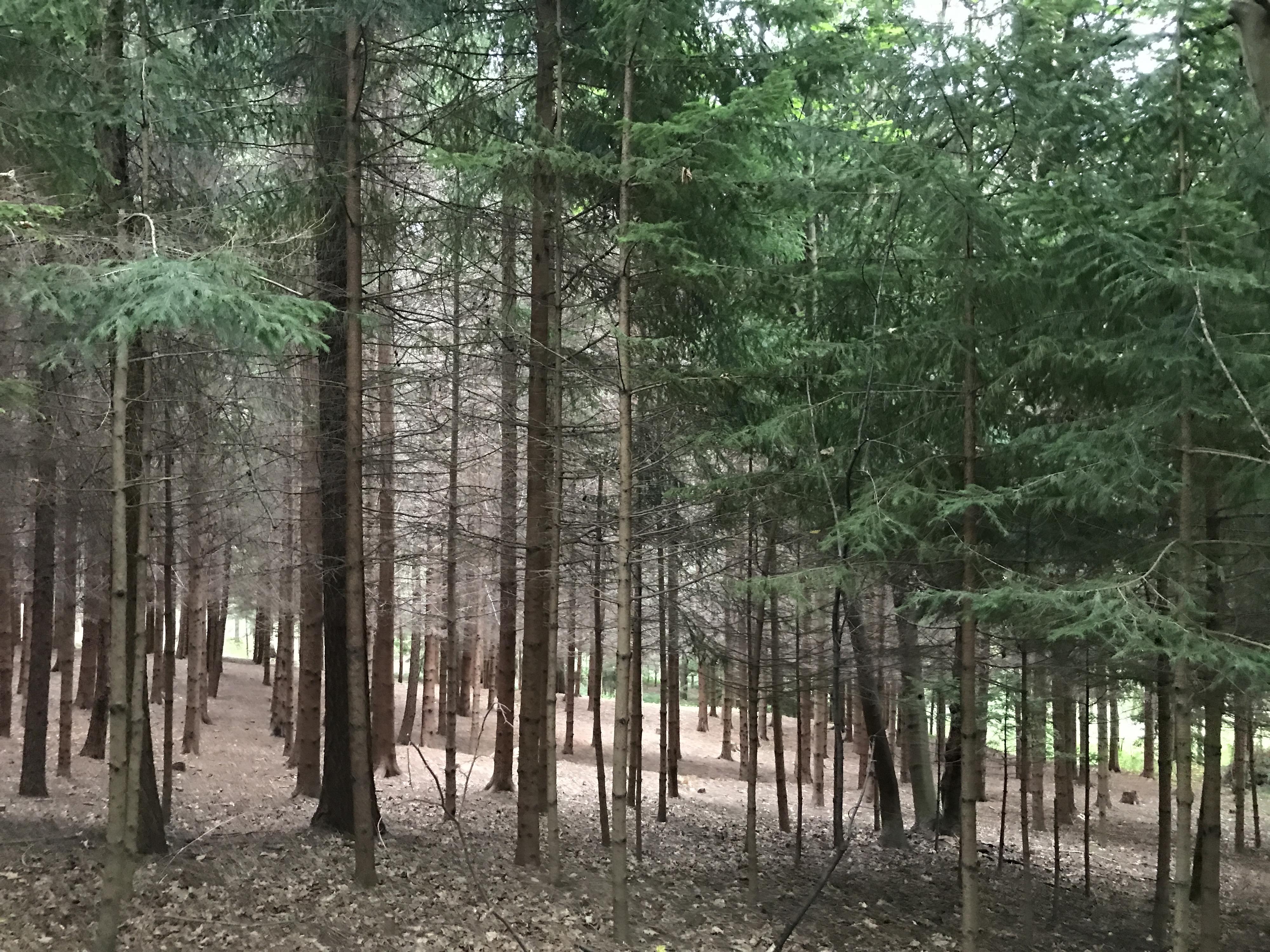 SKI AREÁL VESELÁ foto 6