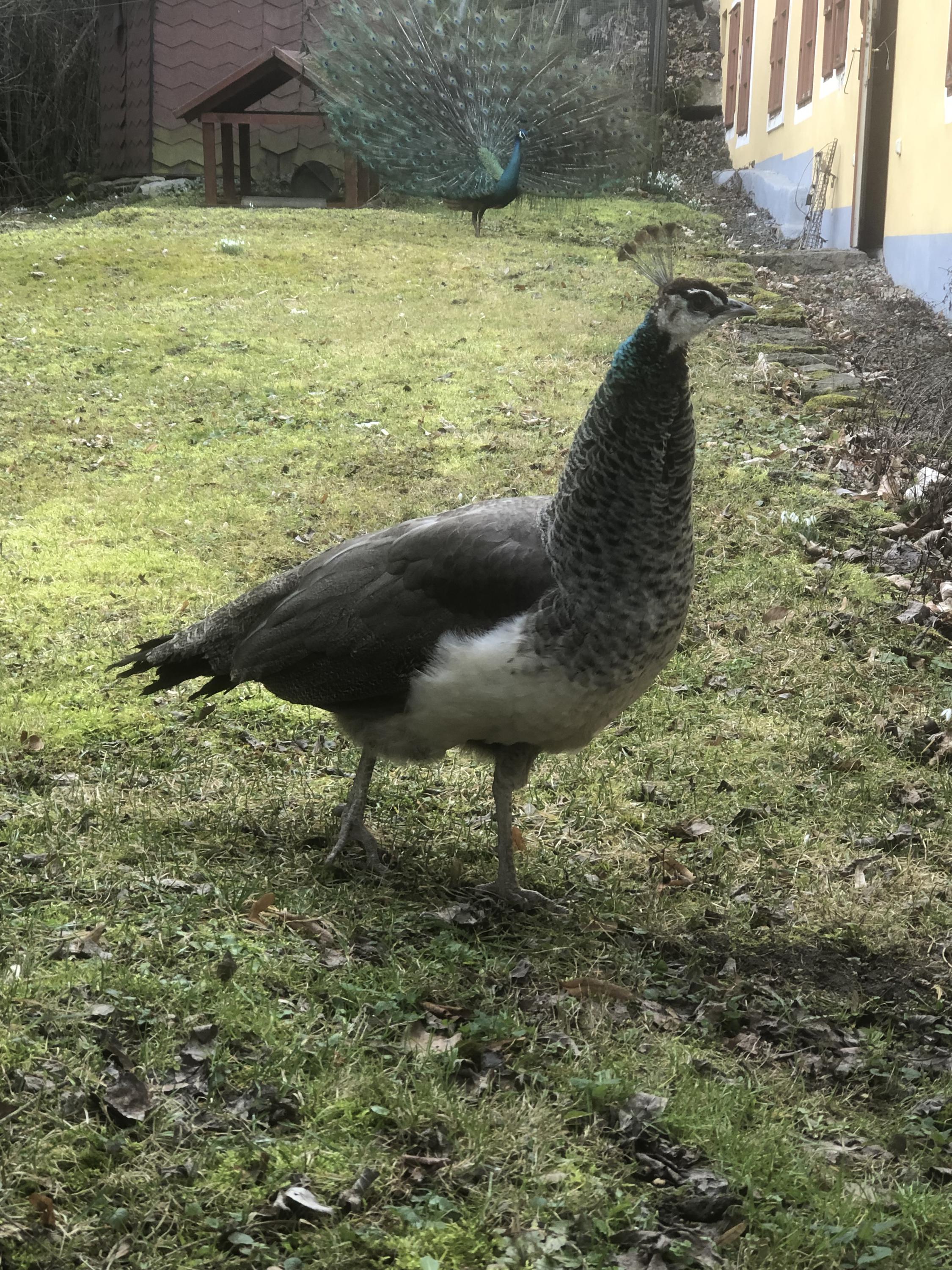 Zámek Orlík foto 6