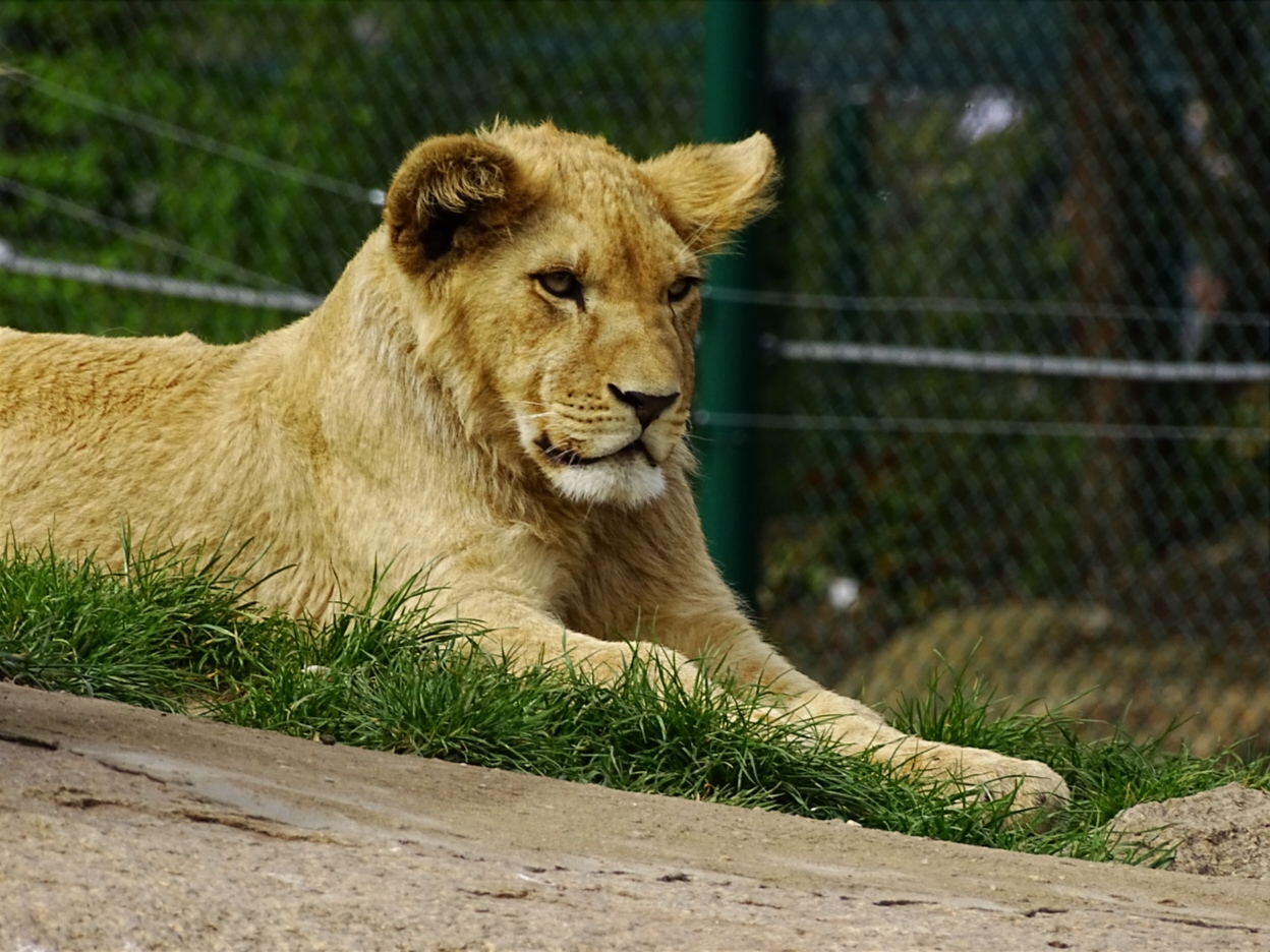 Zoo Plzeň foto 5