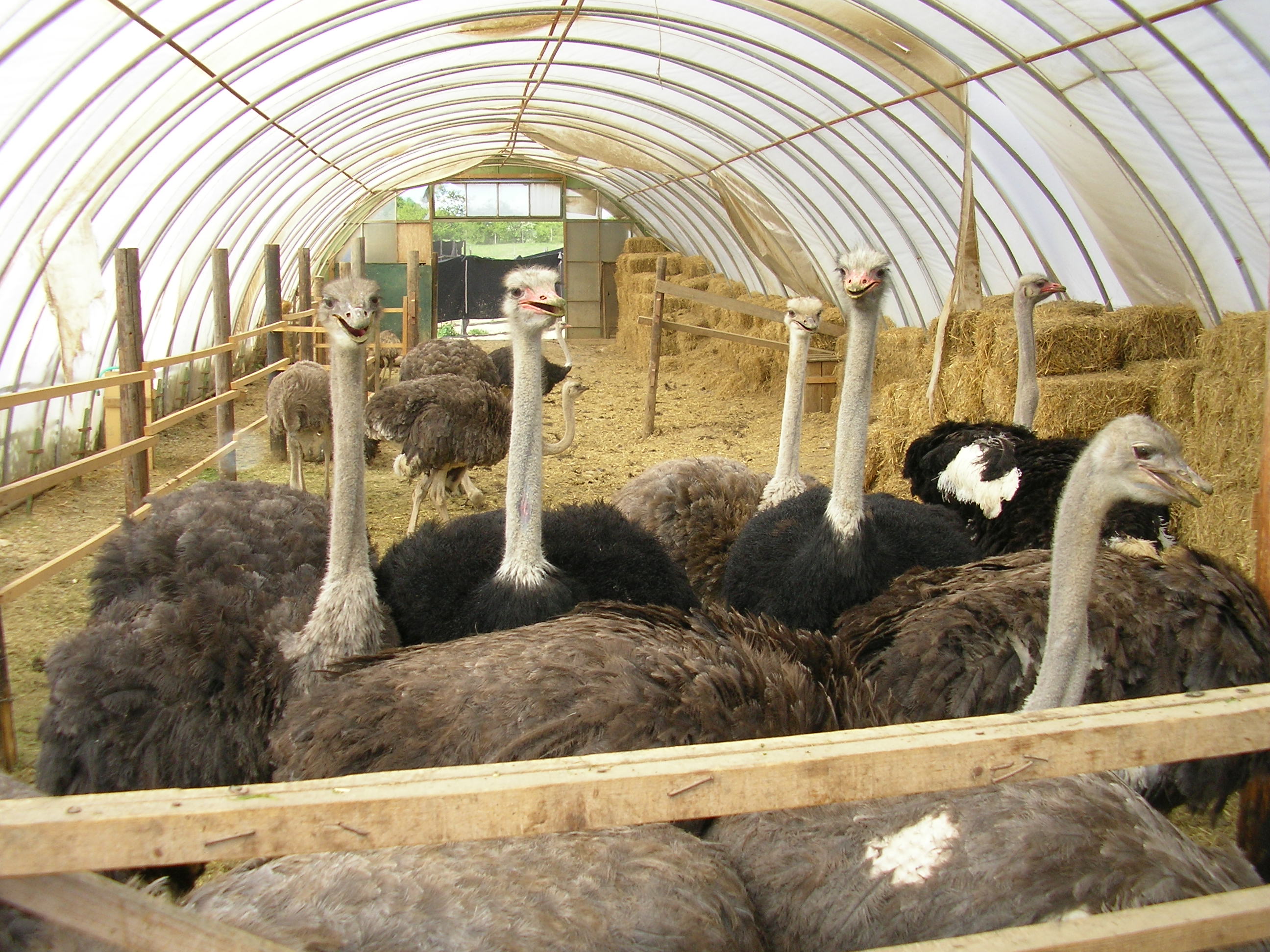 PŠTROSÍ FARMA Doubravice