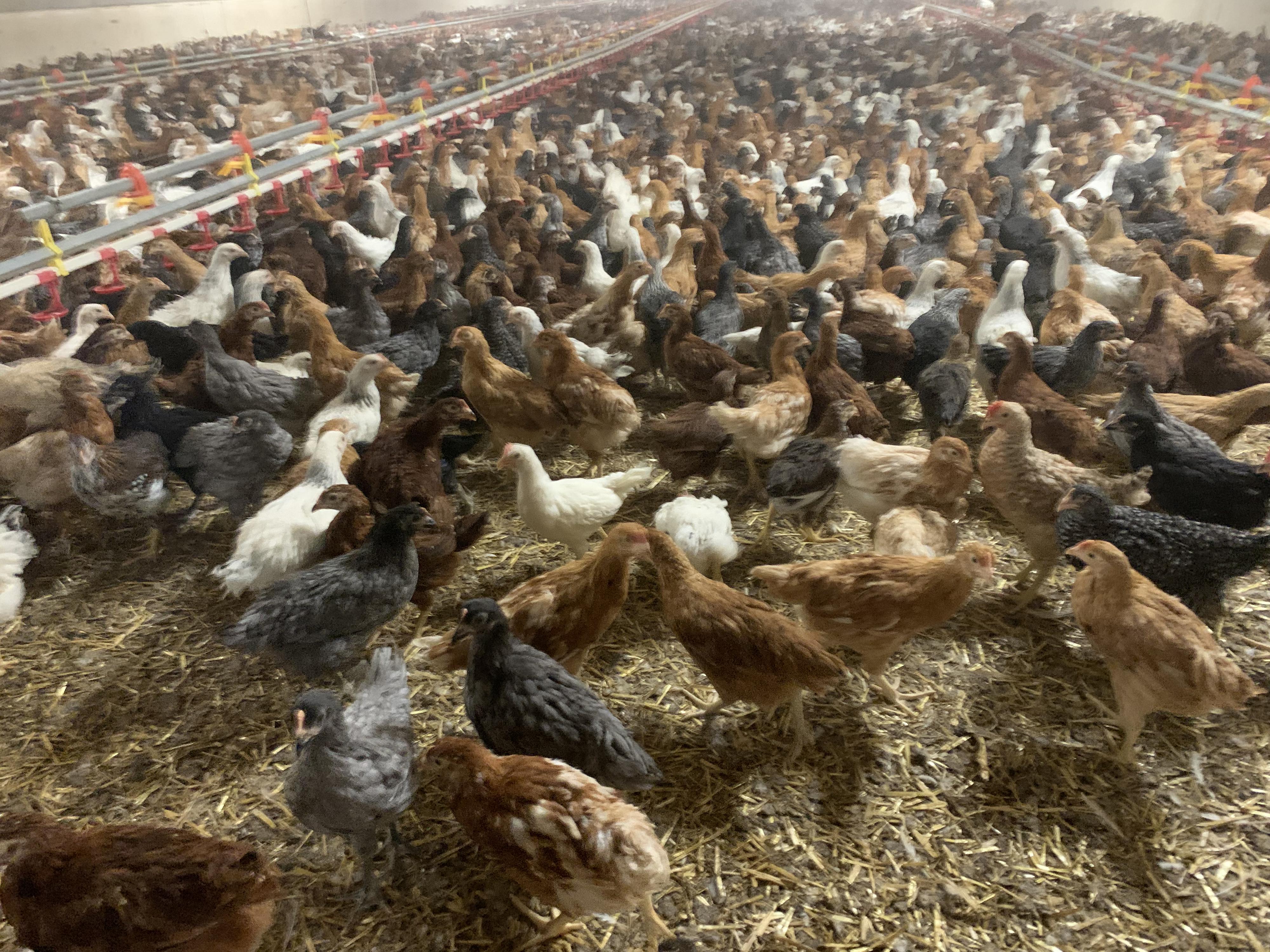 Bušta - odchov a prodej kuřic foto 4