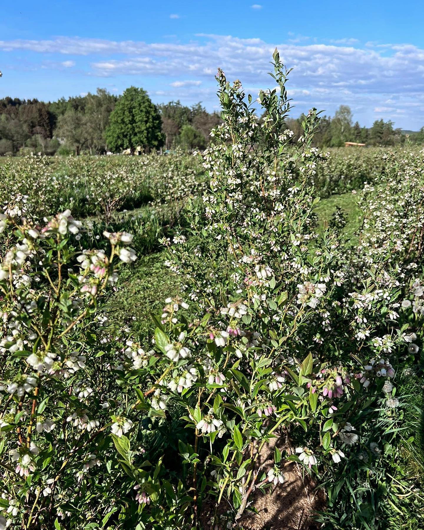 Borůvky Libá foto 4