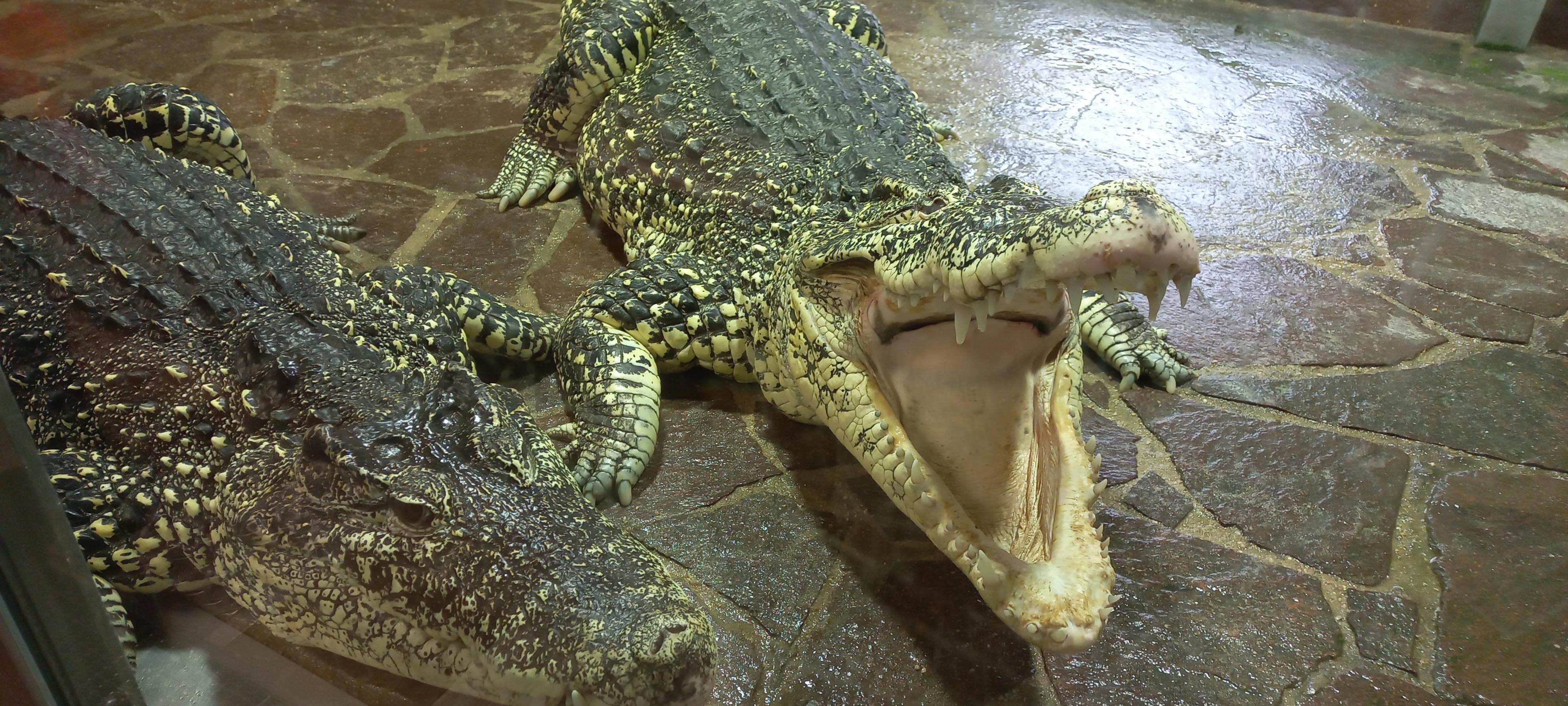 Krokodýlí ZOO Protivín foto 2