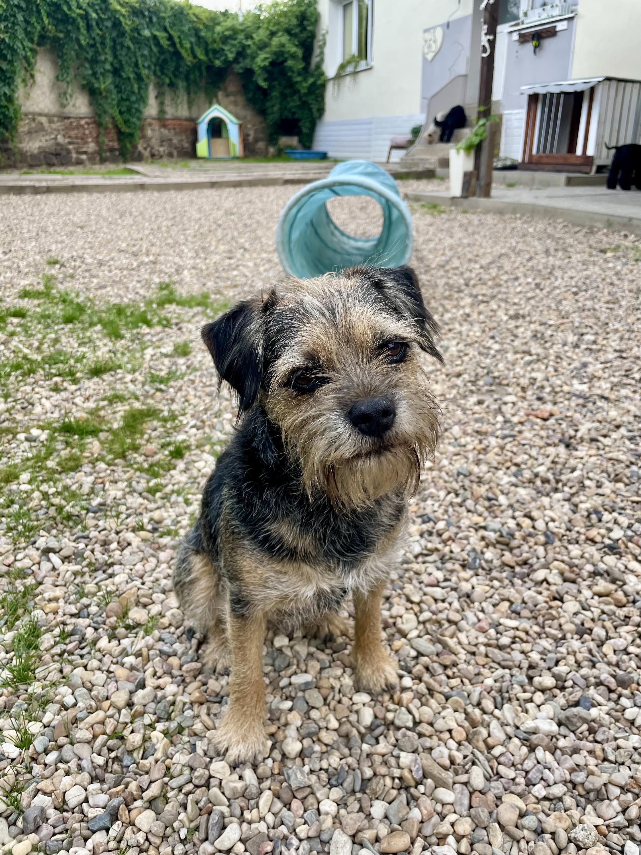 Psí školka a hotel - Edita Bartošová foto 4