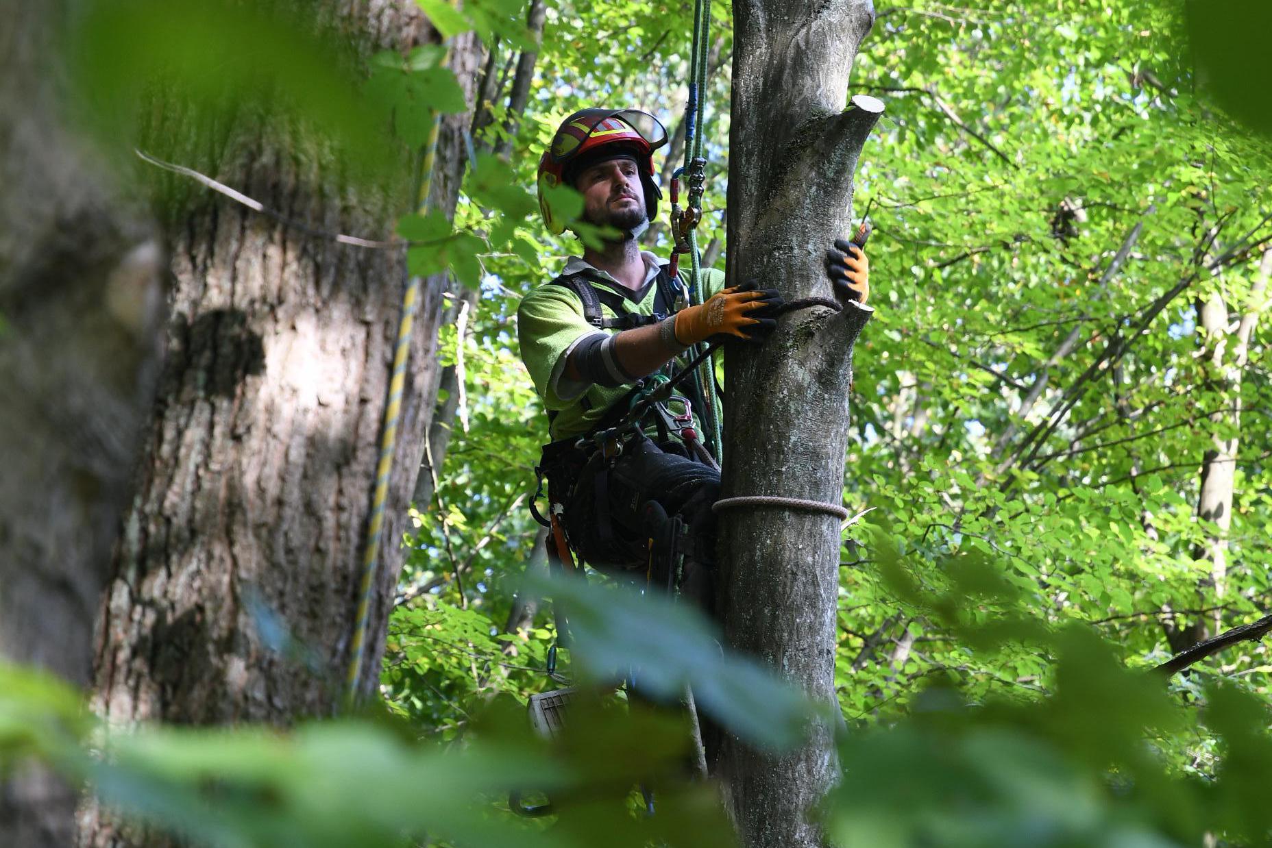 Václav Nič - Arboristika