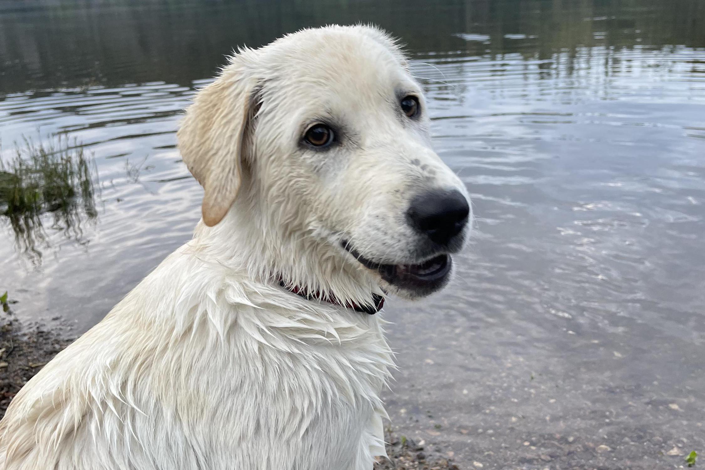 Psí hotel Šťastná Tlapka