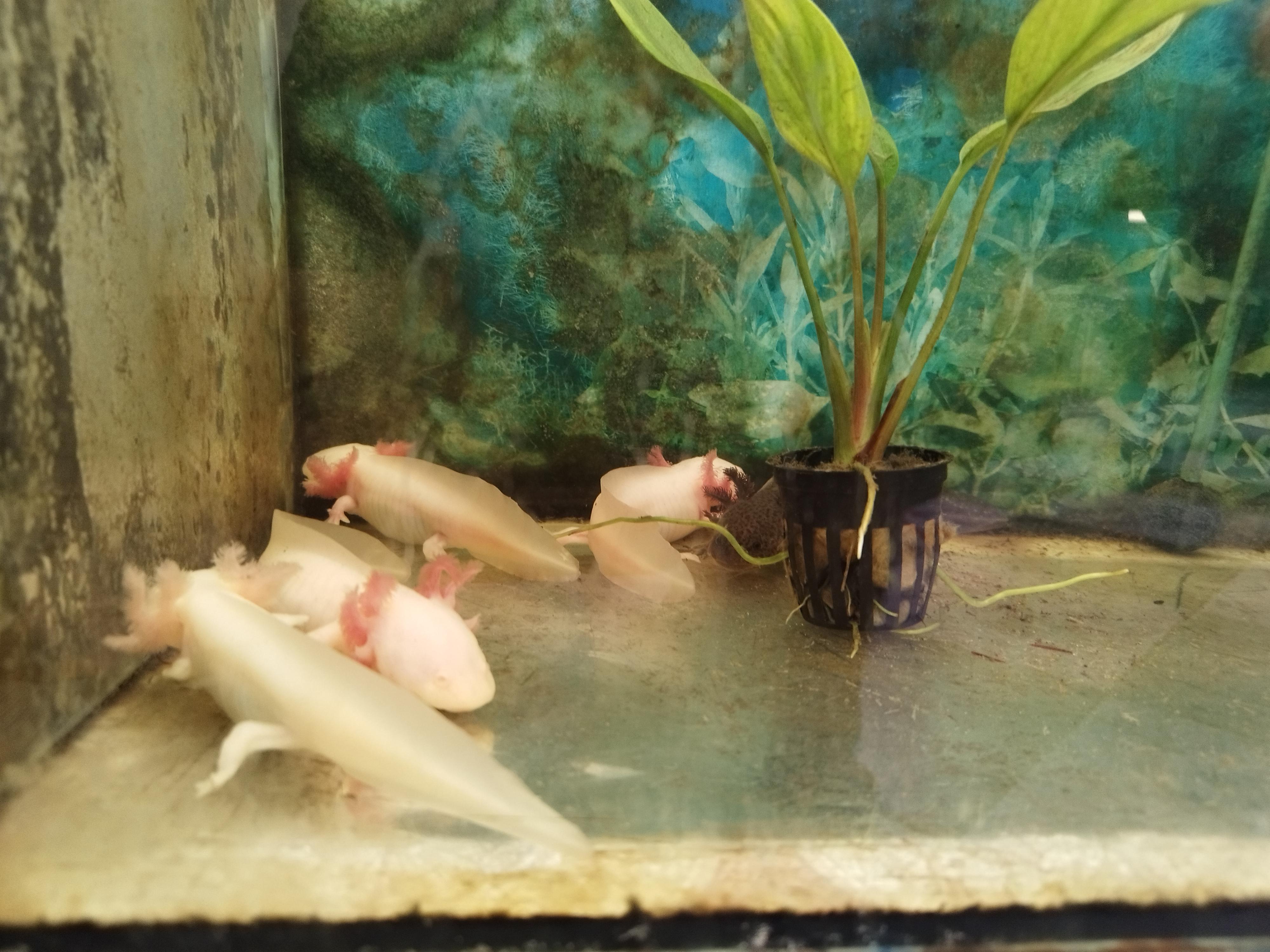 Akvarijní a chovatelské potřeby - Pavel Mach foto 2