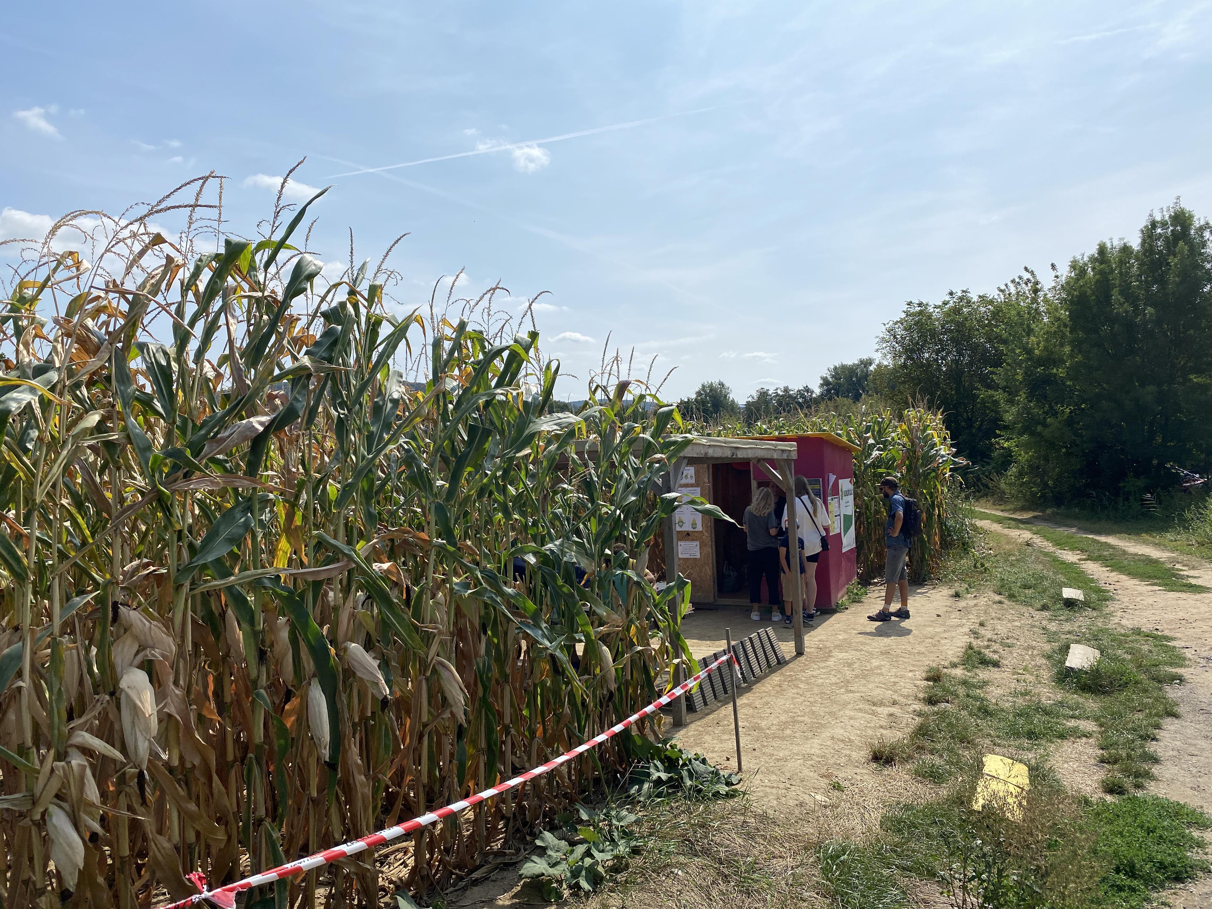 Kukuřičáci – Obří kukuřičné bludiště Brno - Žabovřesky foto 6