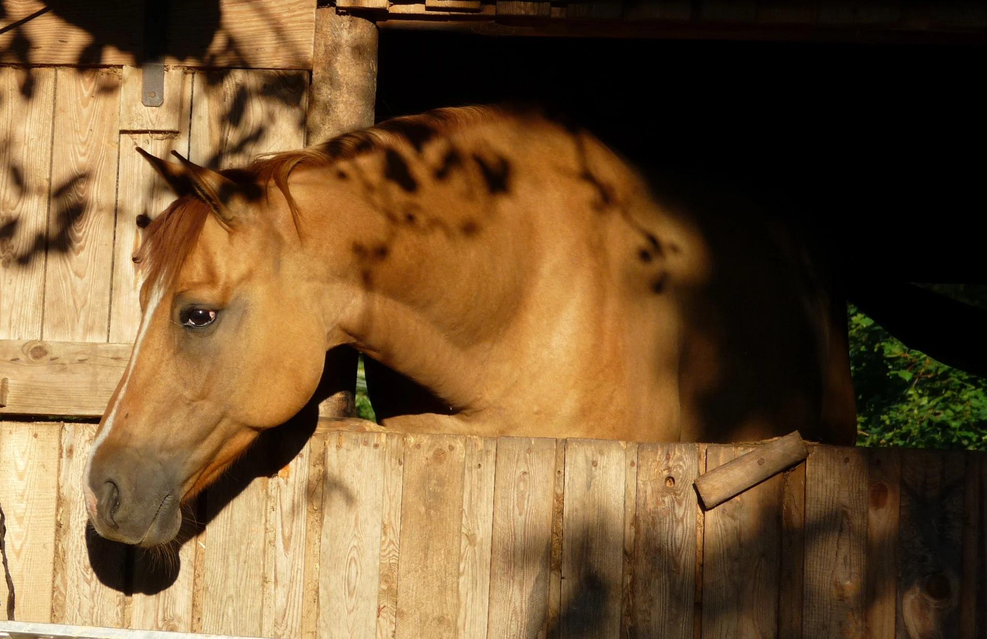 M - Ranch foto 2