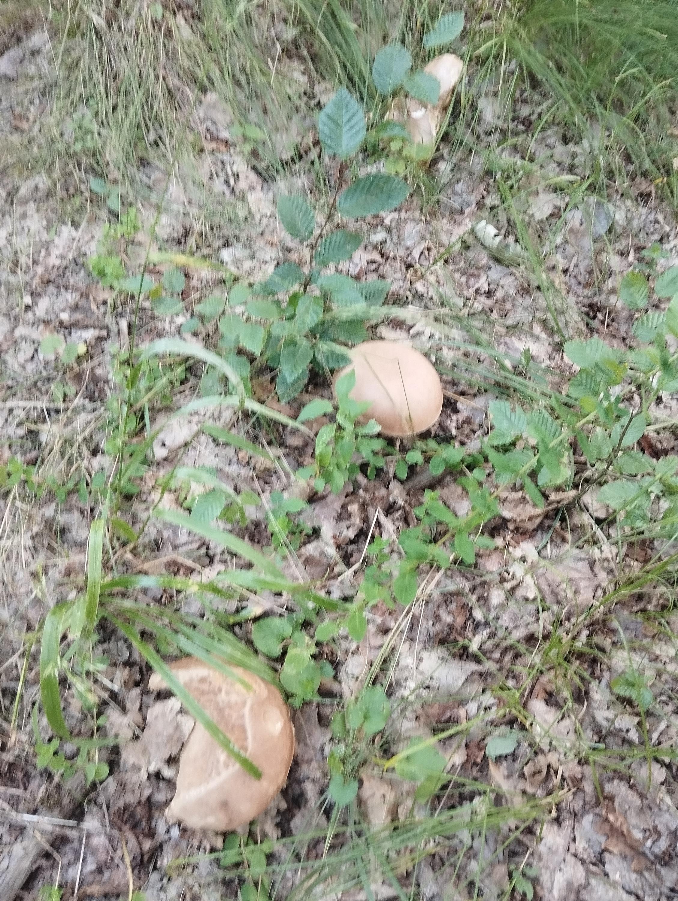 Potraviny Gurmán - Via Delicia foto 3