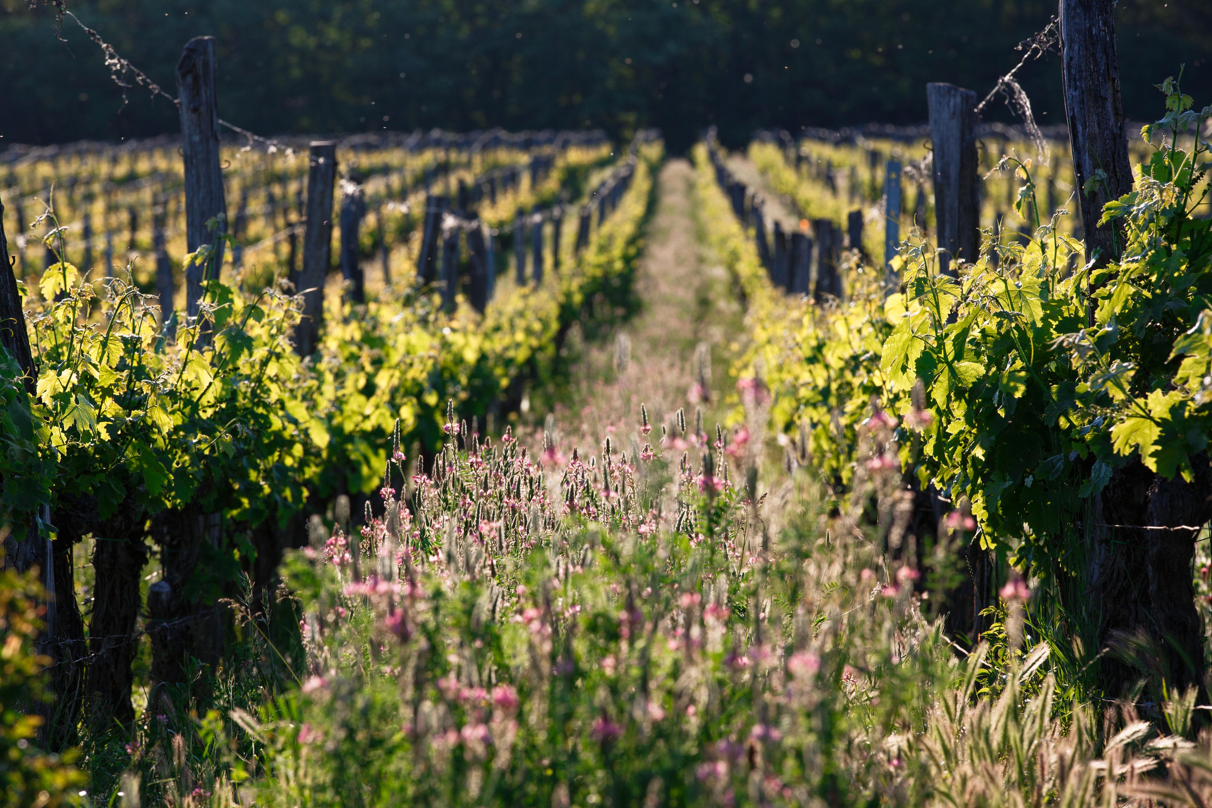 Vinařství Špalek foto 4