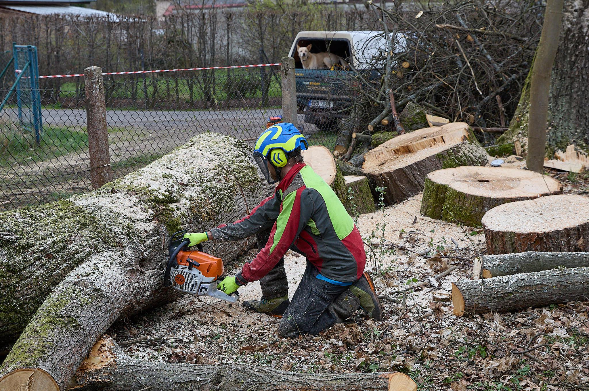 Stromy Horyna - arboristika a kácení