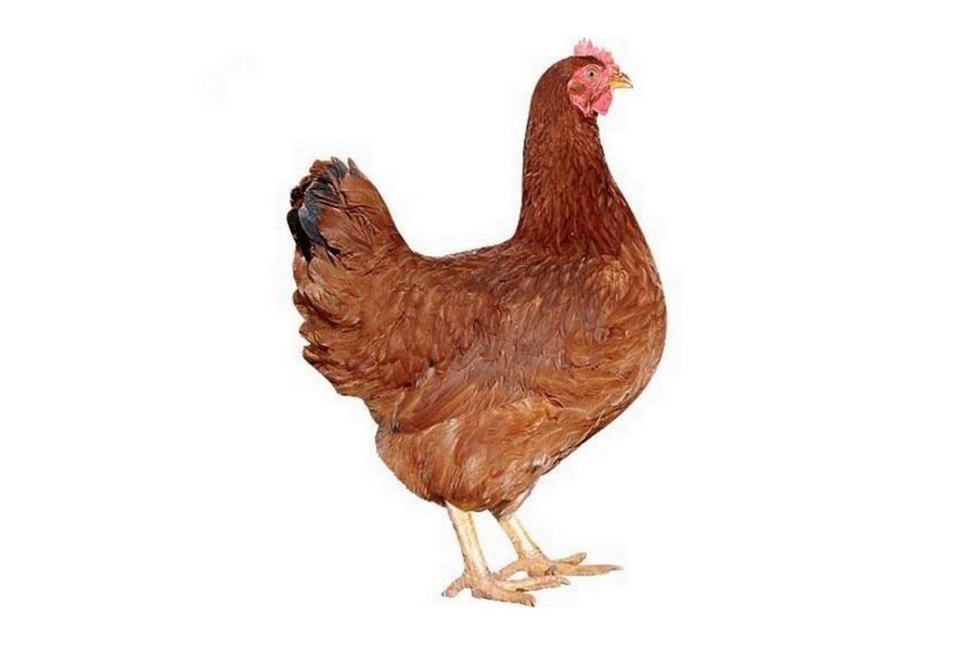 Dominant Hnědý D853