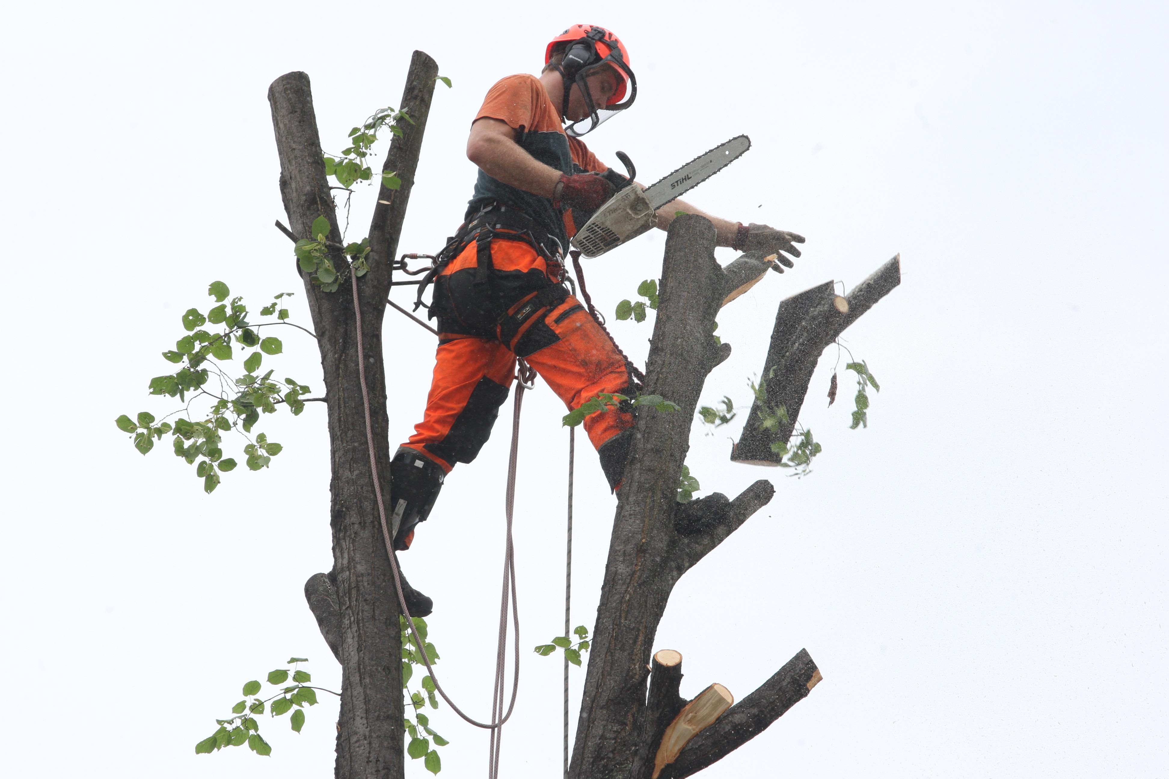Jiří Petřík - rizikové kácení stromů