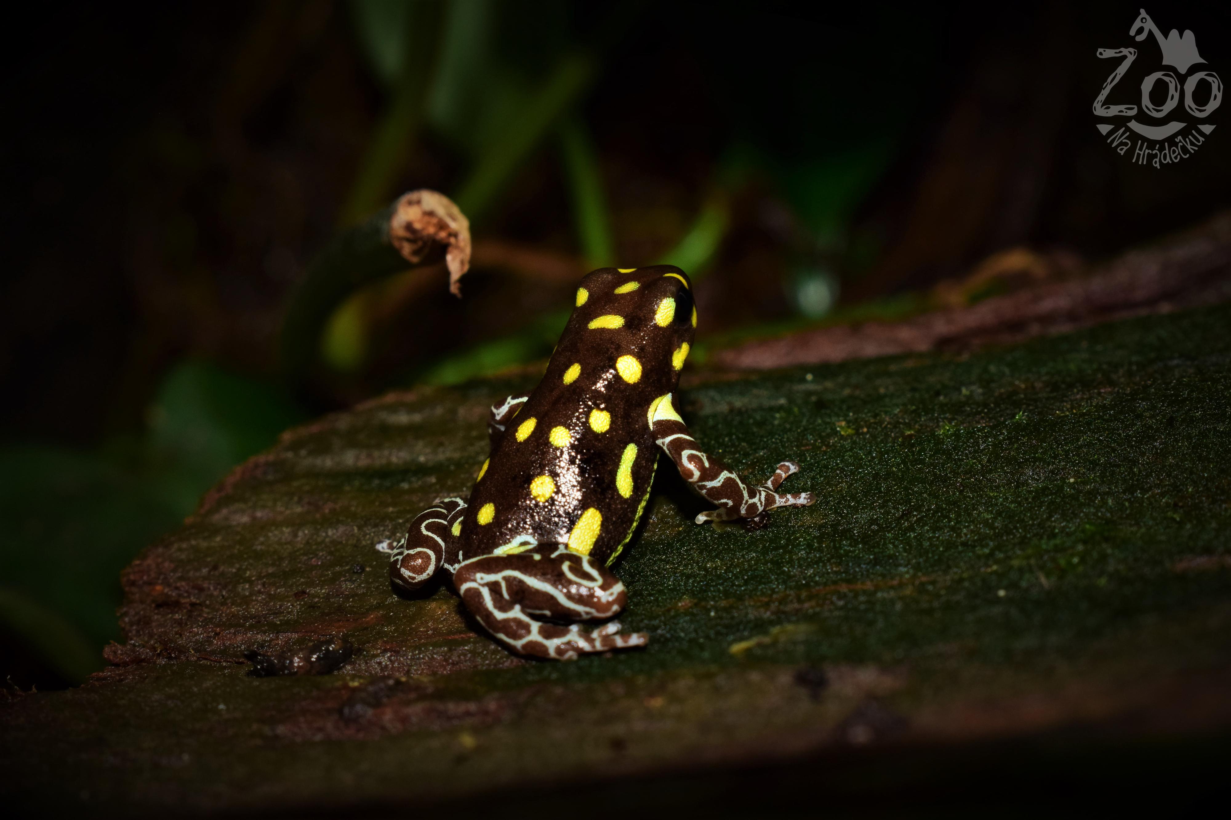 Zoologická zahrada Na Hrádečku foto 4