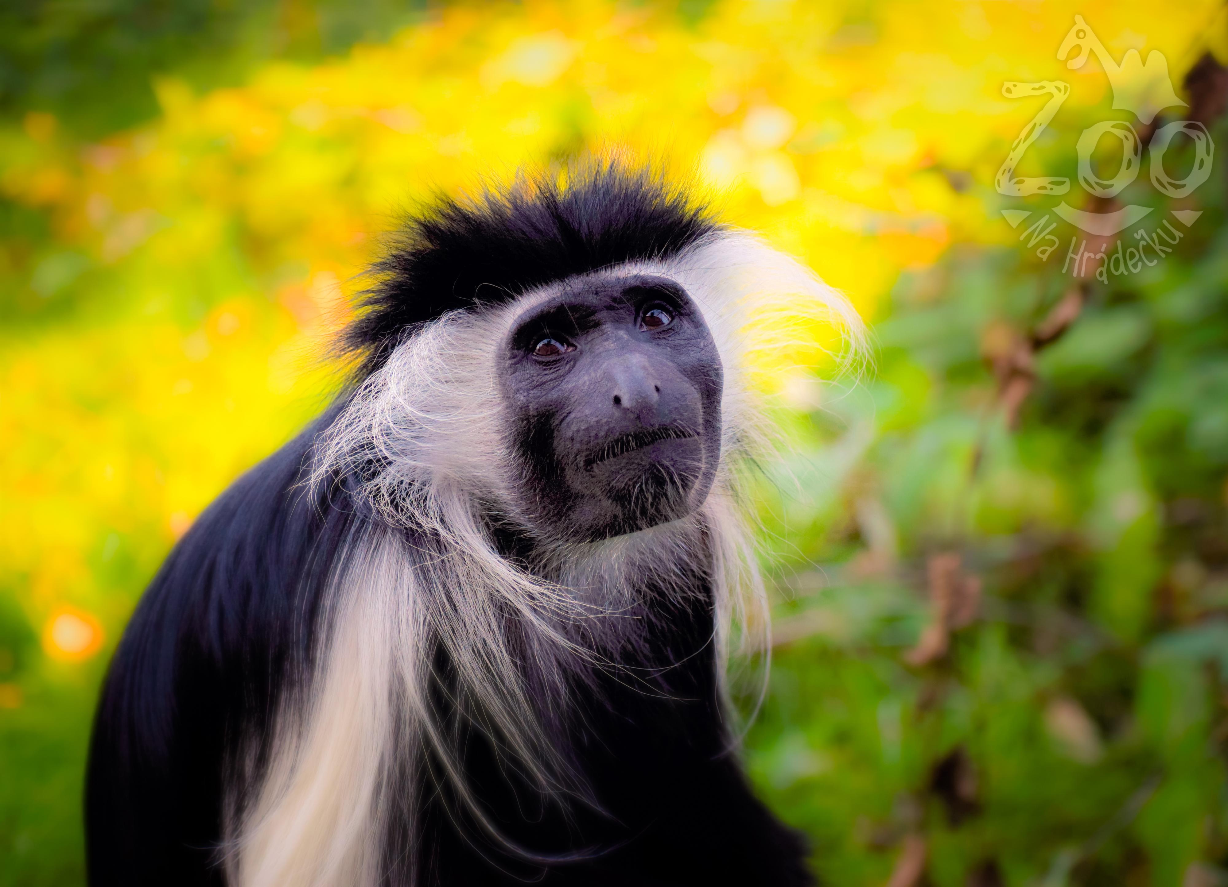 Zoologická zahrada Na Hrádečku foto 3
