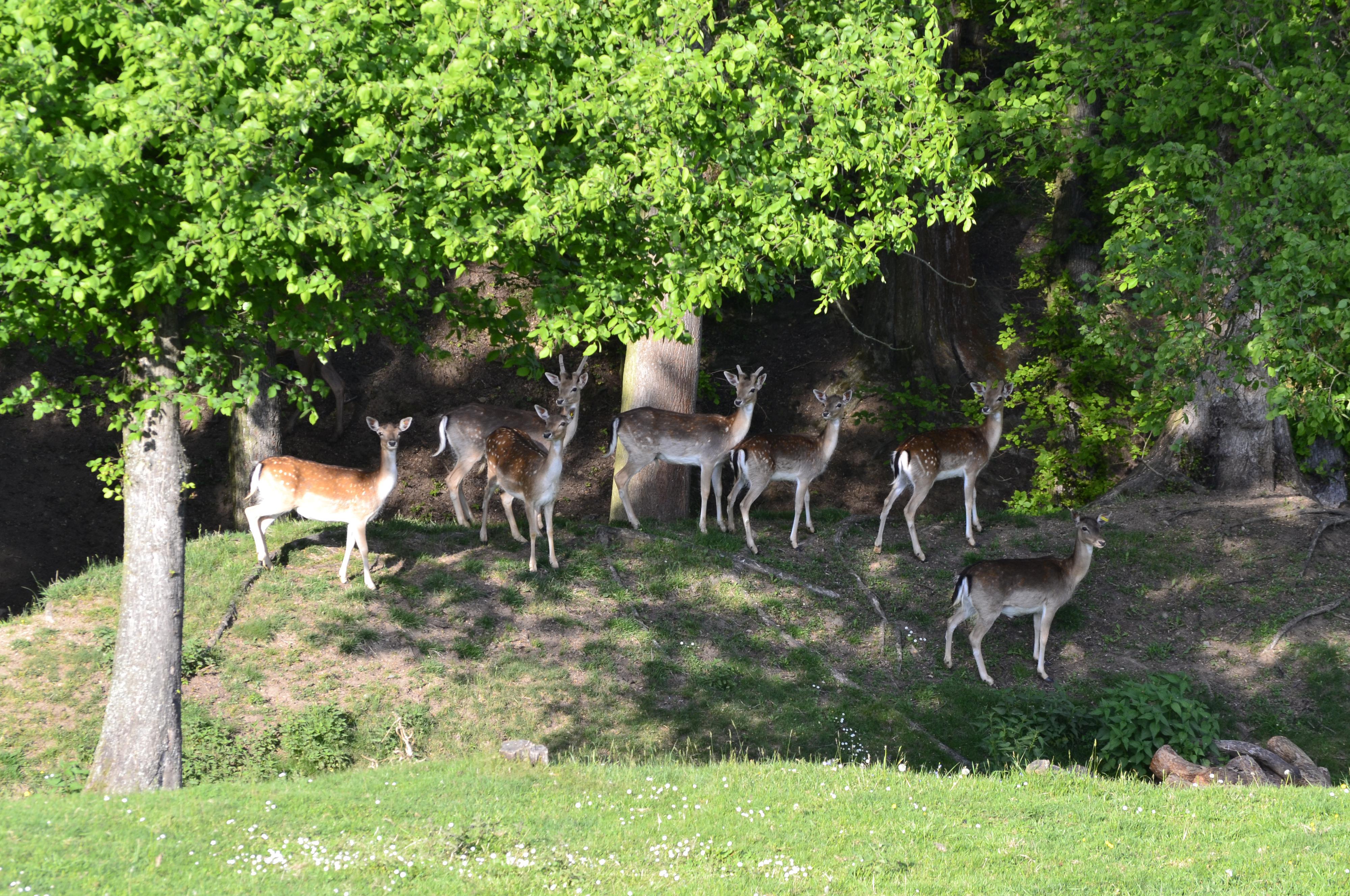 ZOOPARK jeleni Homole, z.s. foto 2