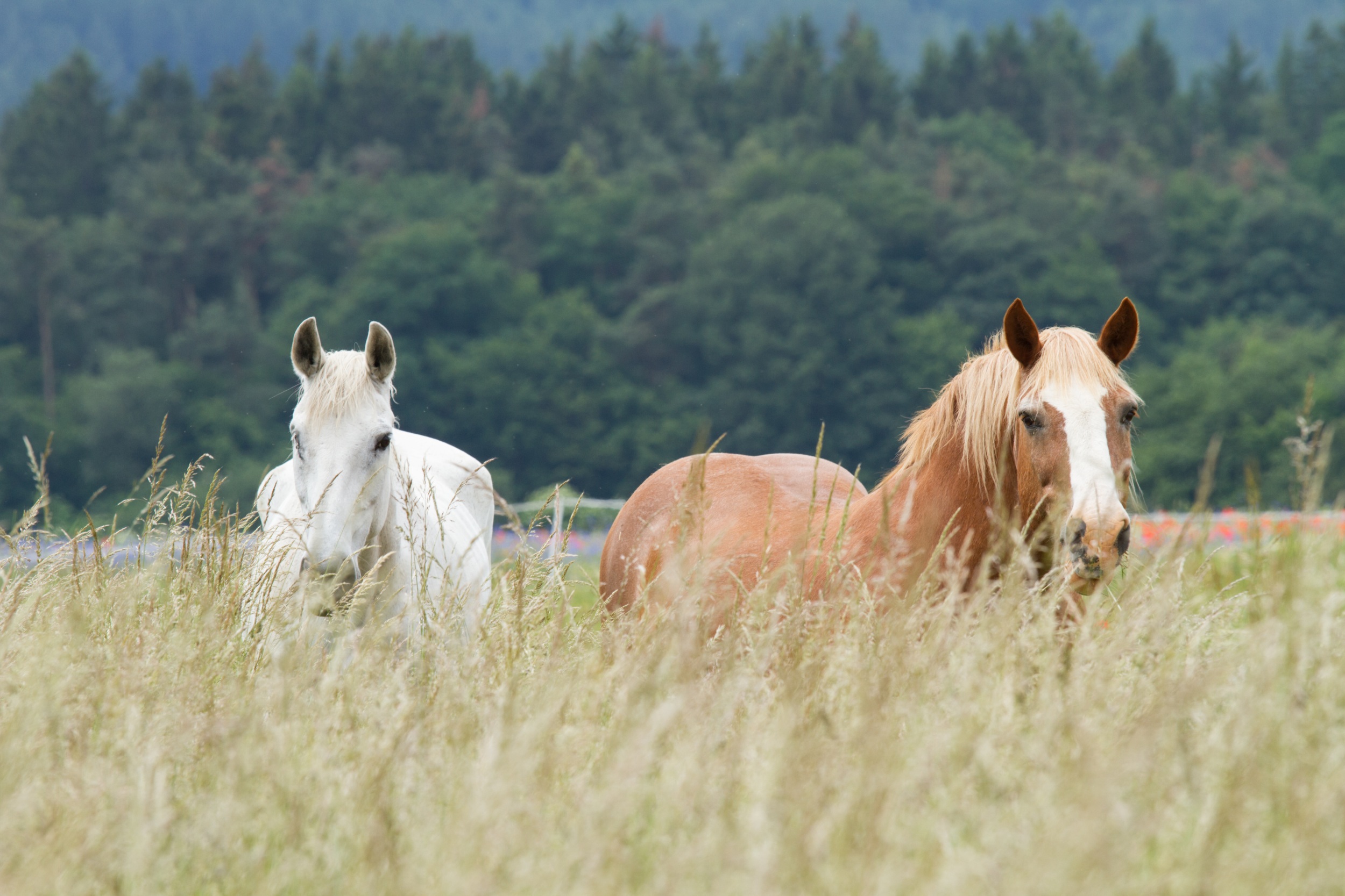 Zvířecí pohoda, z.s.