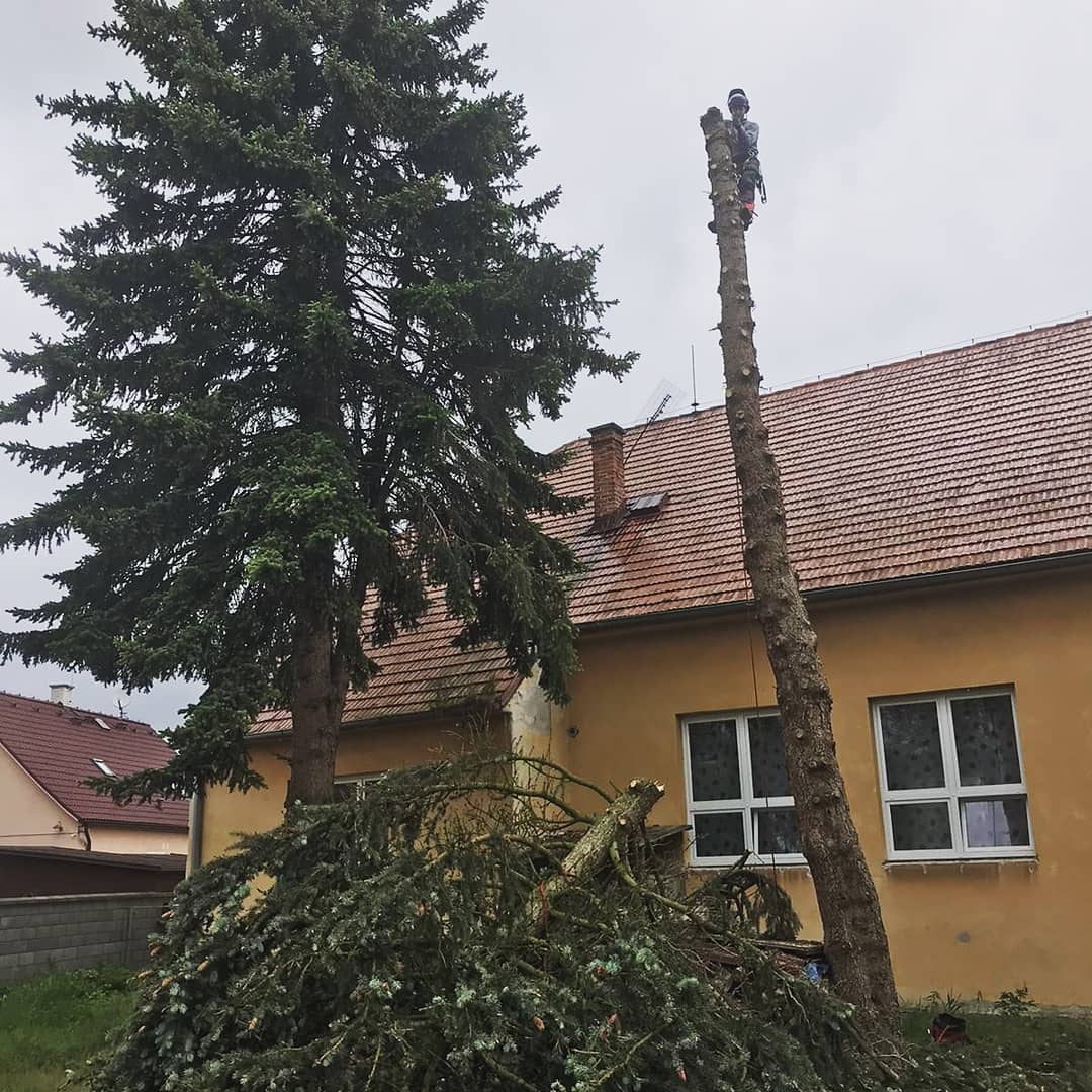 Kácení Lindmajer foto 2