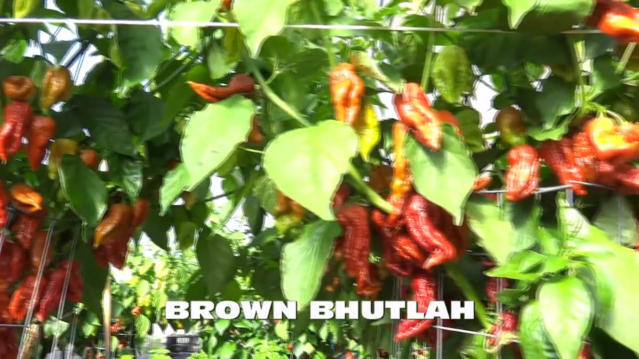 Semínka-Chilli.cz foto 2 (náhled videa)