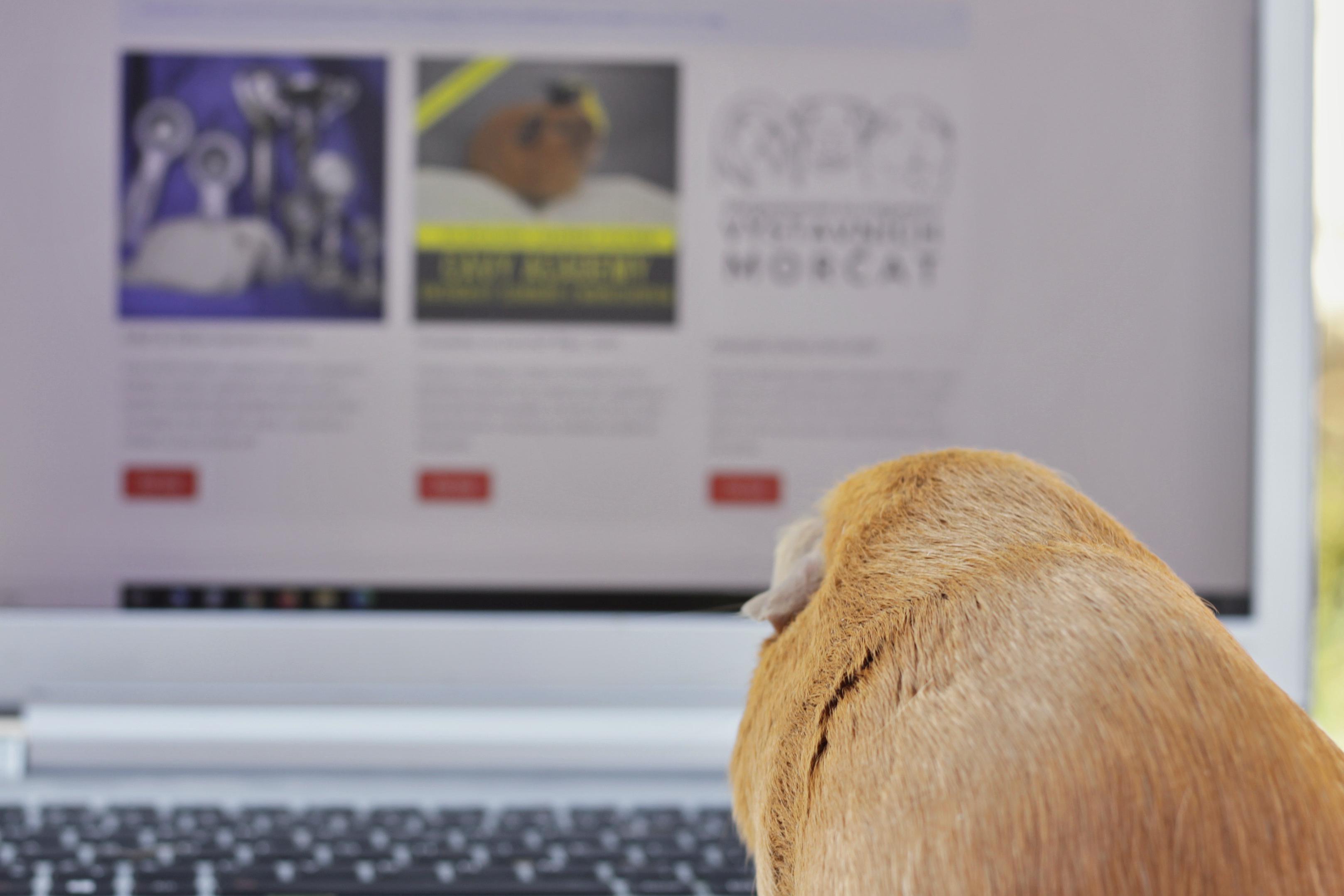 Specializovaná základní organizace chovatelů výstavních morčat - SZOCHVM