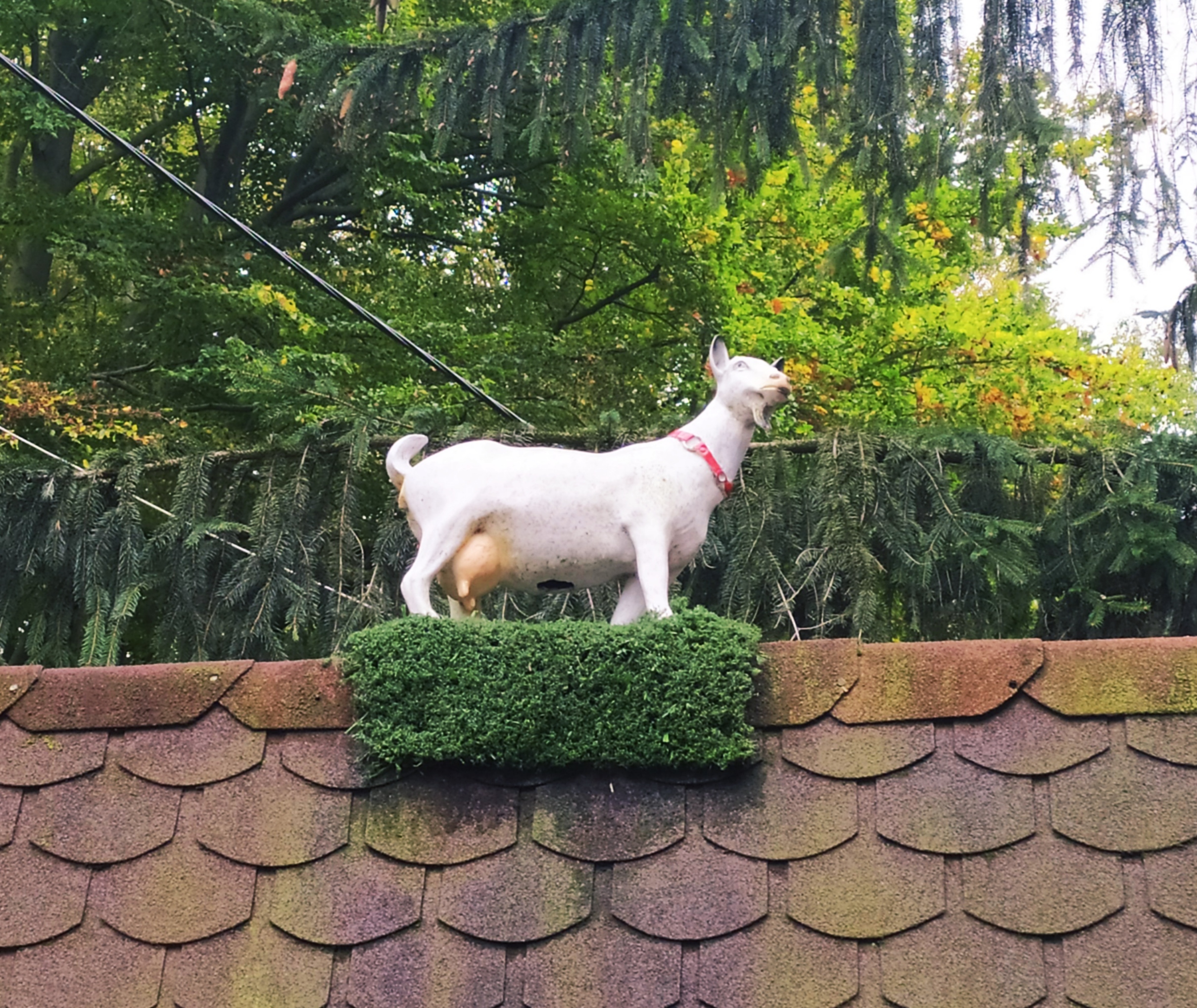 Hausmanka U Kozy foto 6