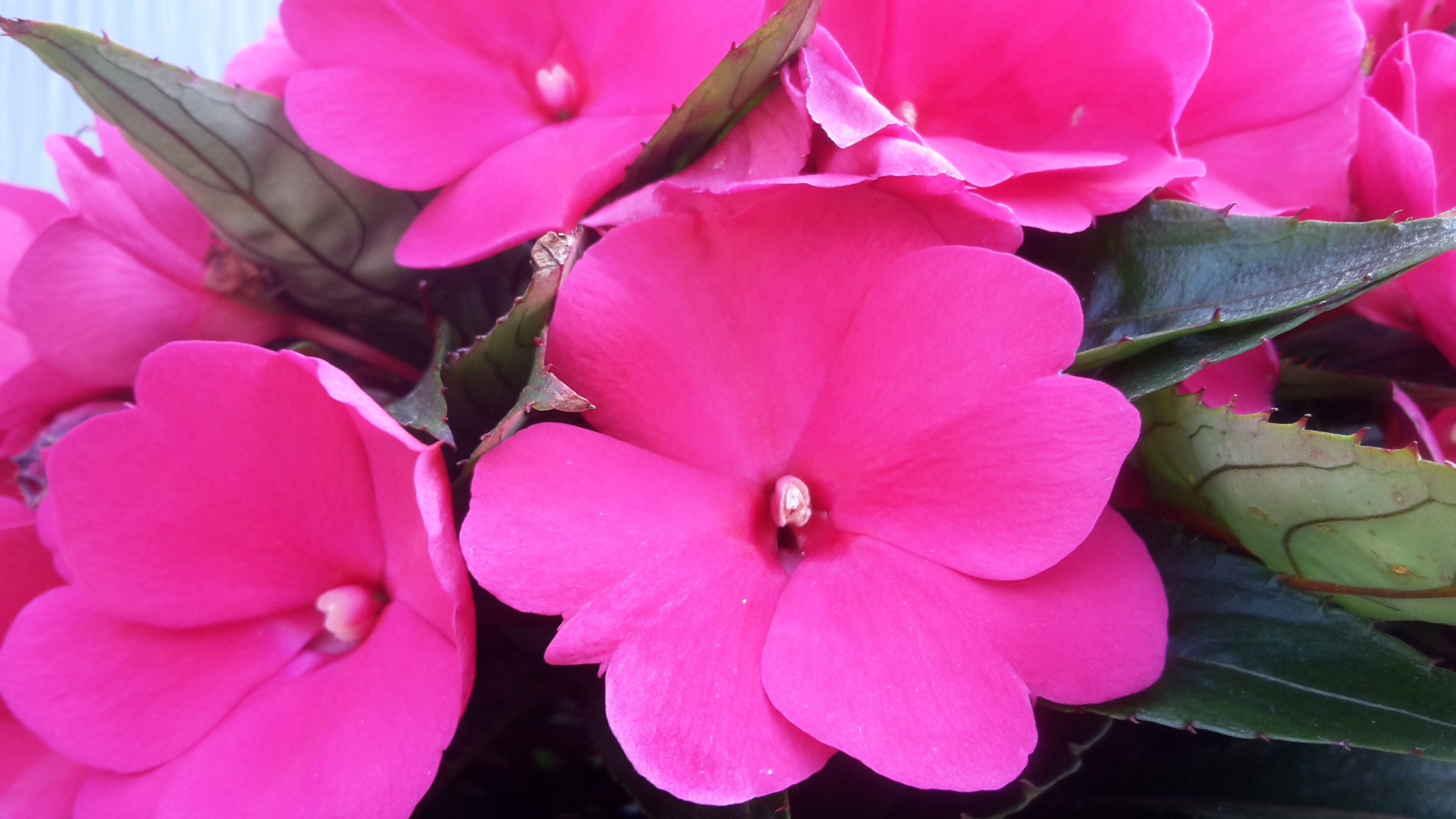 Zahradnictví Jiří Jura foto 2