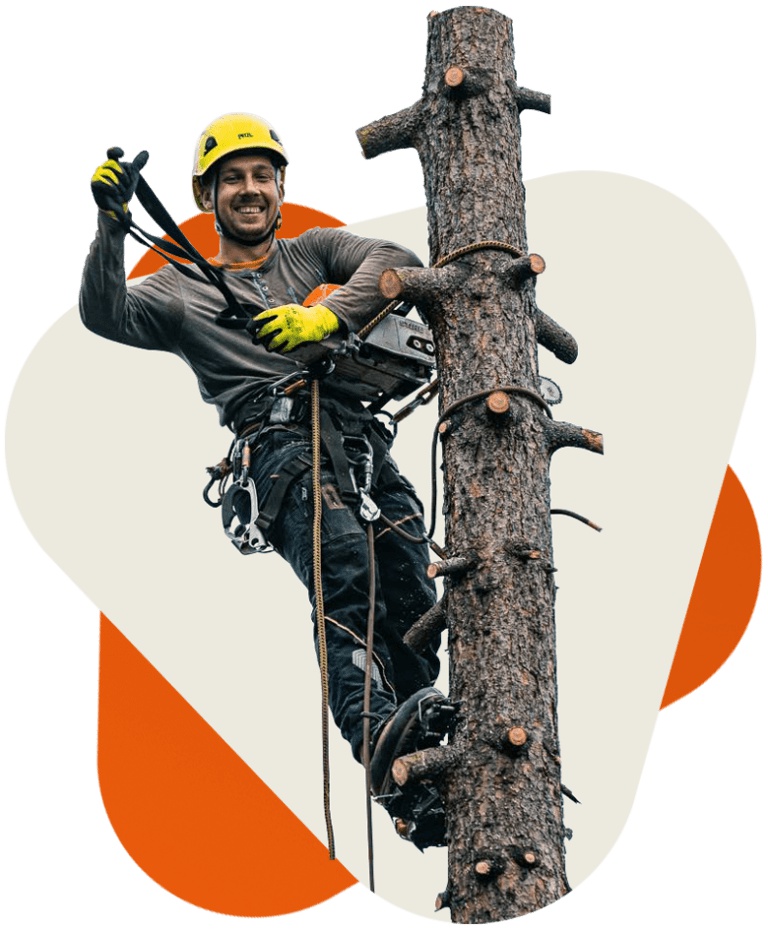 Kácení Huml foto 2